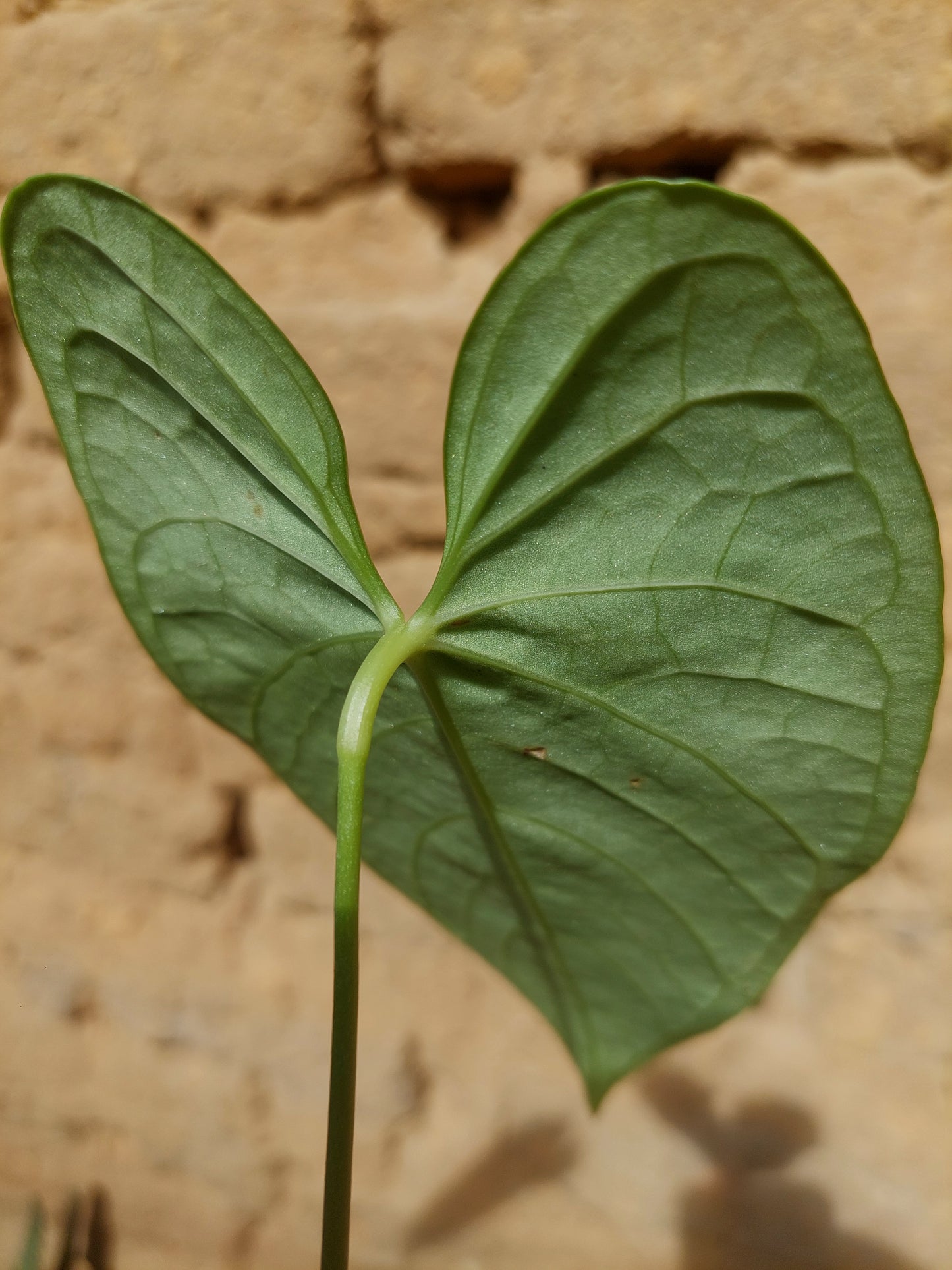 Anthurium sp. "Tarapoto Velvet" A0217 (EXACT PLANT)