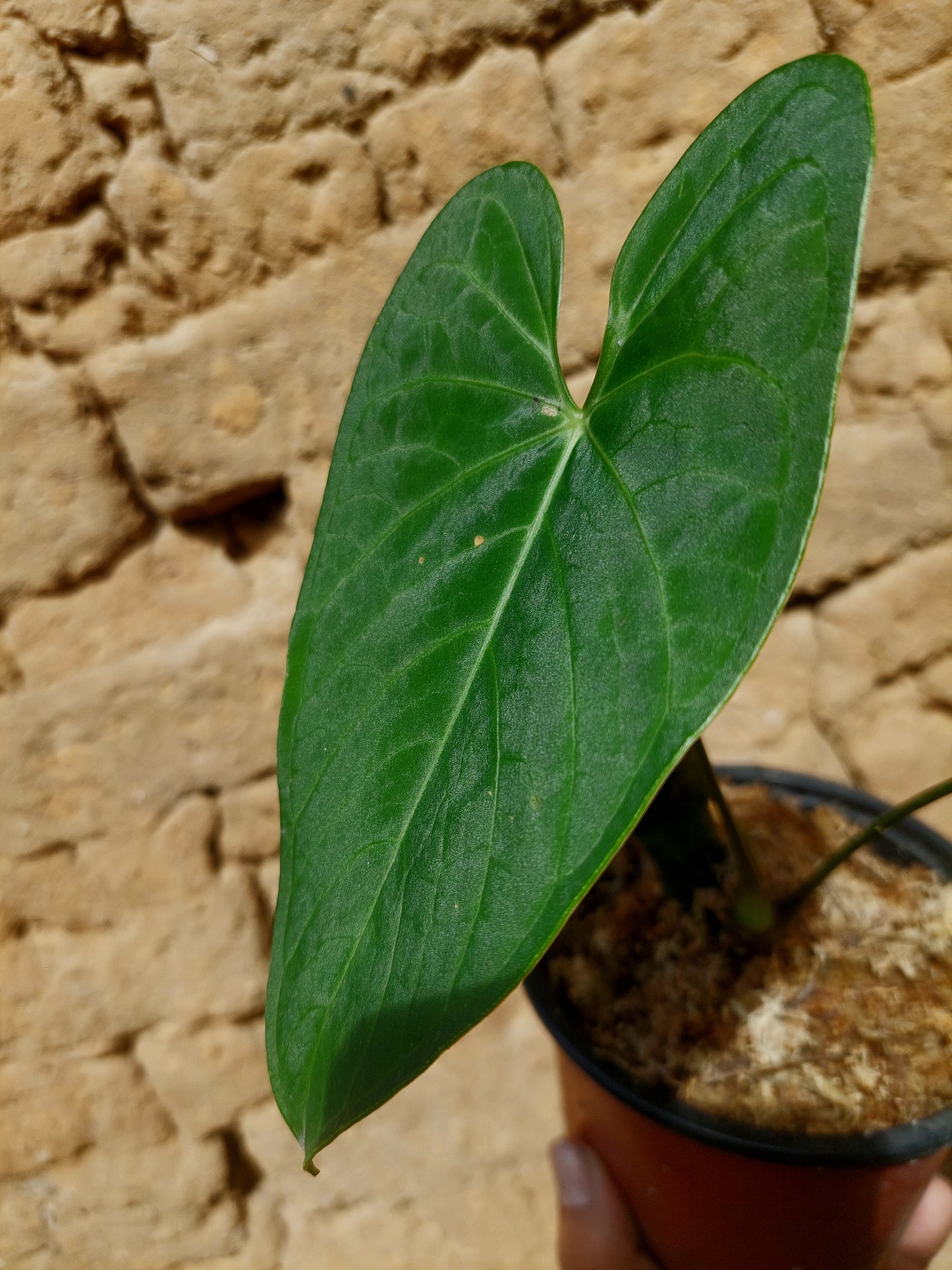 Anthurium sp. "Tarapoto Velvet" A0217 (EXACT PLANT)