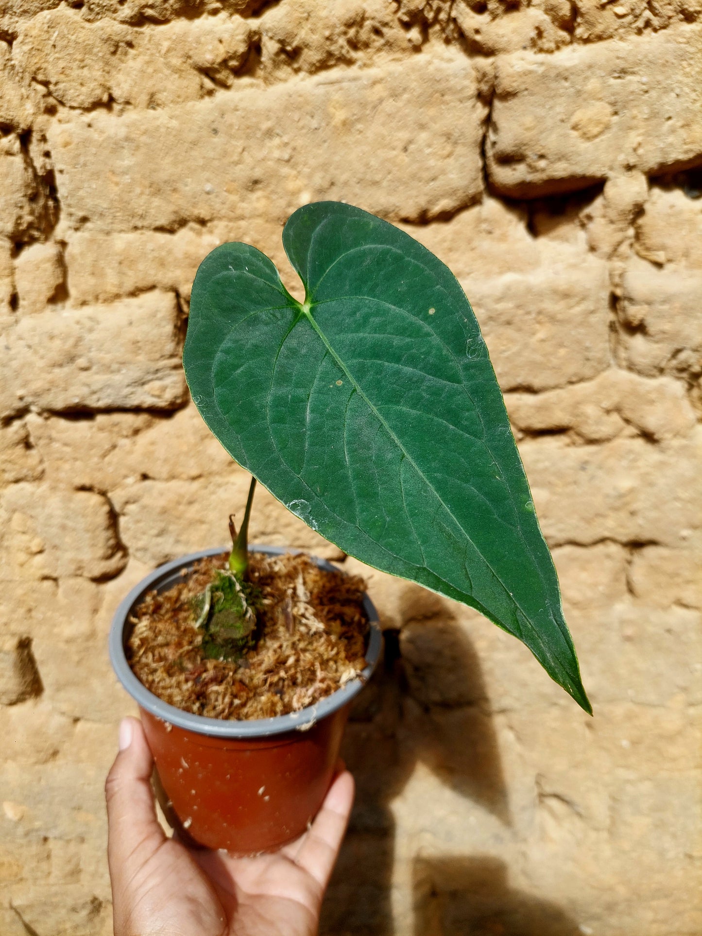 Anthurium sp. "Tarapoto Velvet" A0218 (EXACT PLANT)