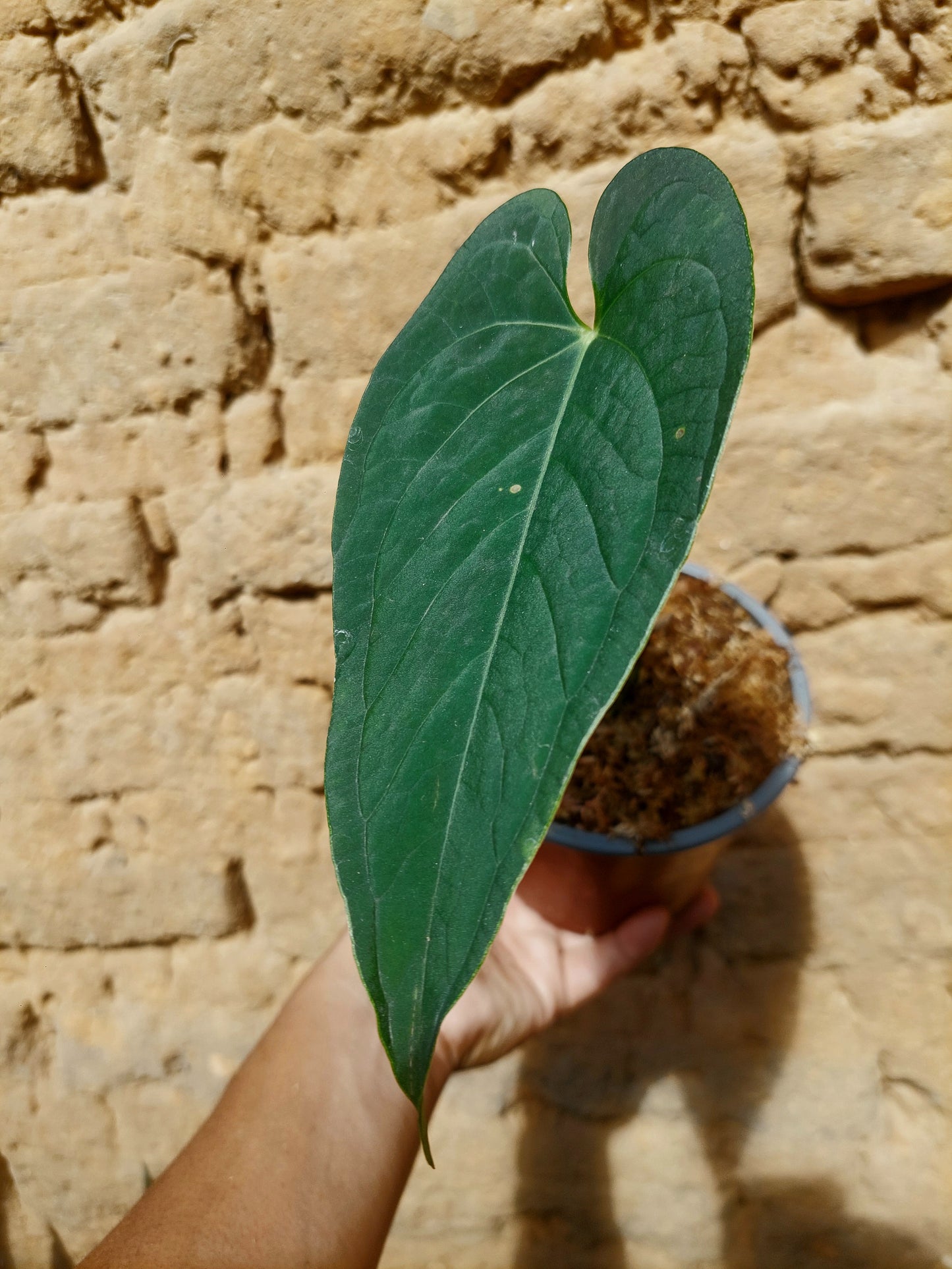 Anthurium sp. "Tarapoto Velvet" A0218 (EXACT PLANT)