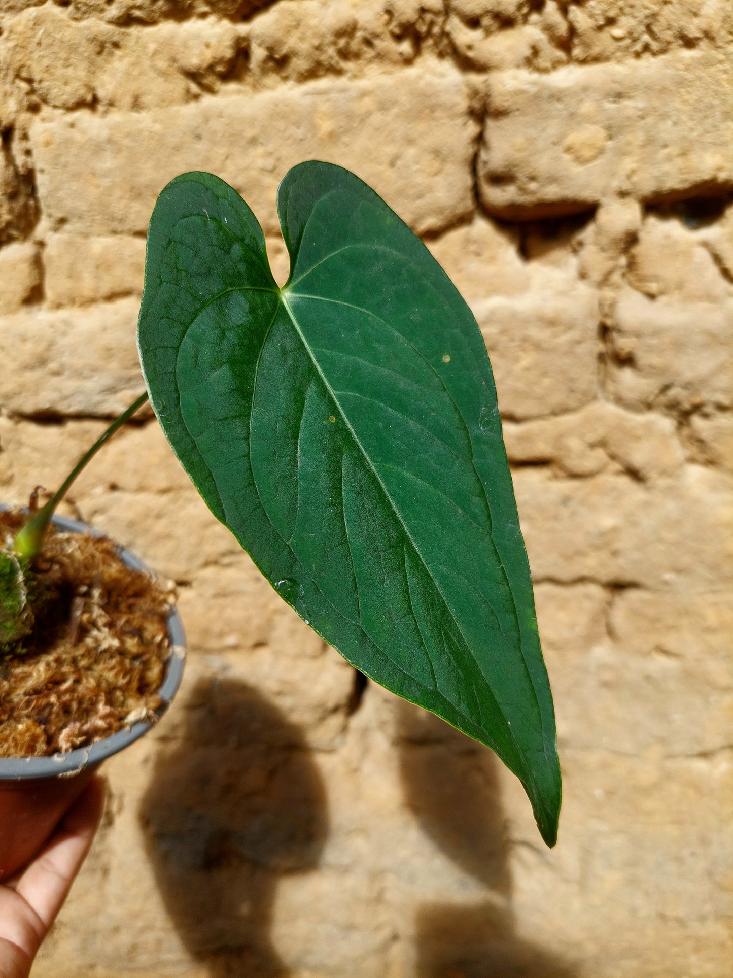 Anthurium sp. "Tarapoto Velvet" A0218 (EXACT PLANT)