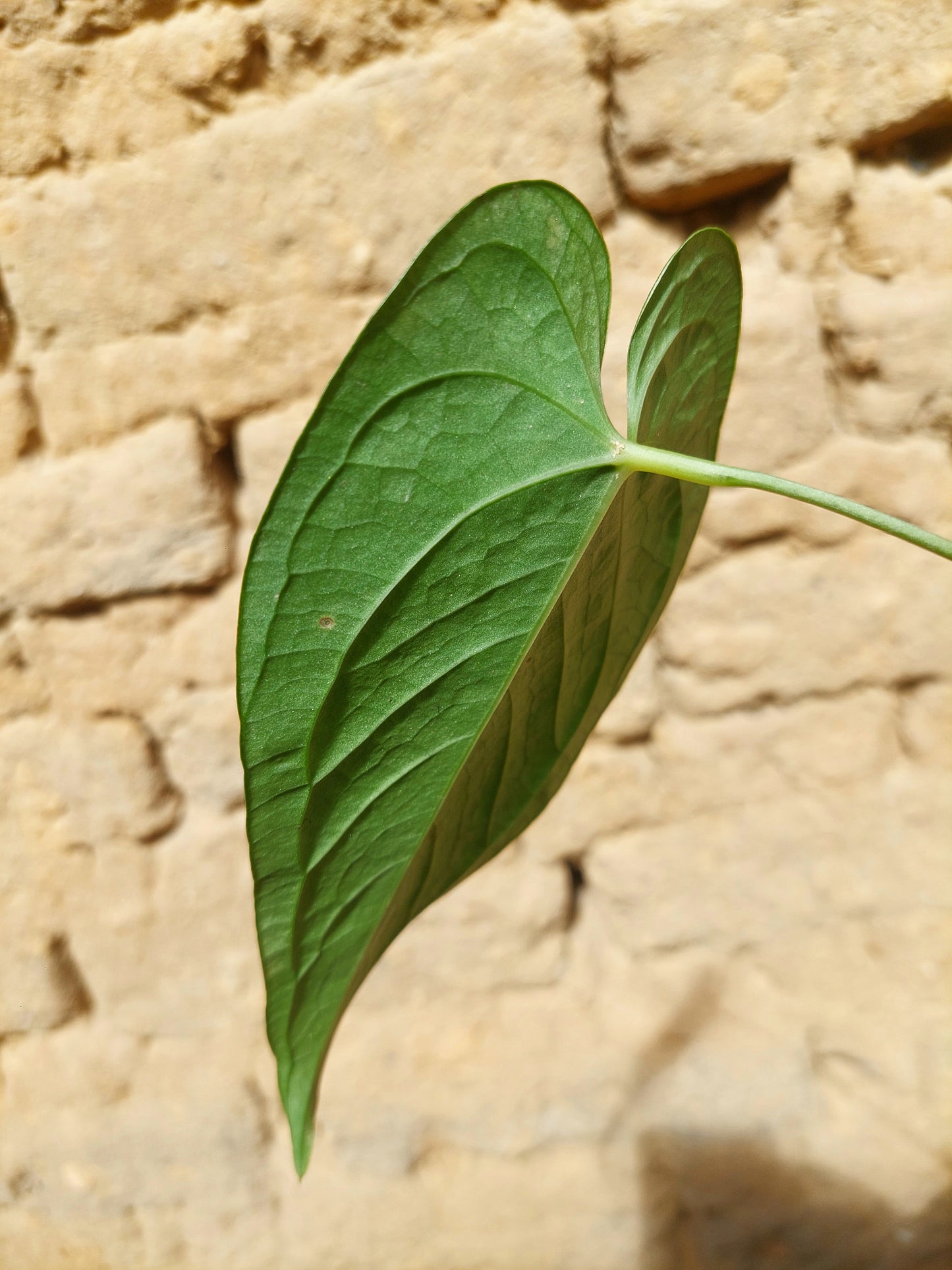 Anthurium sp. "Tarapoto Velvet" A0218 (EXACT PLANT)