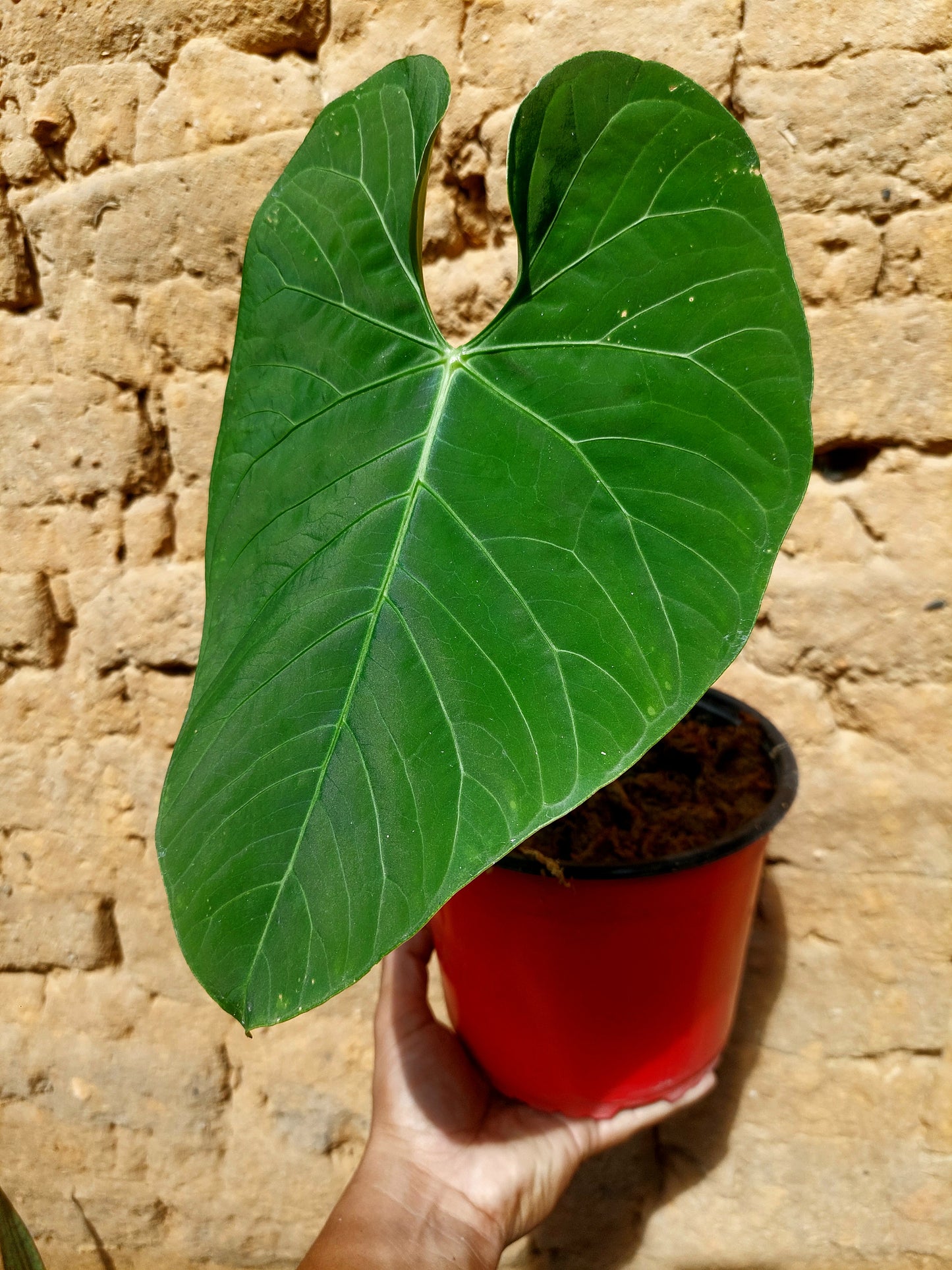 Anthurium sp. 'Huanuquense Velvet' A0221 (EXACT PLANT)