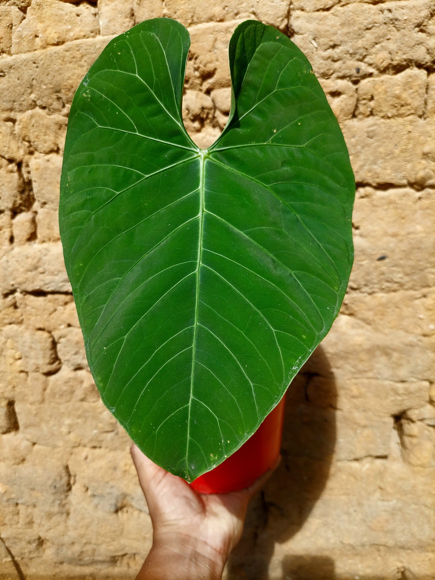 Anthurium sp. 'Huanuquense Velvet' A0221 (EXACT PLANT)