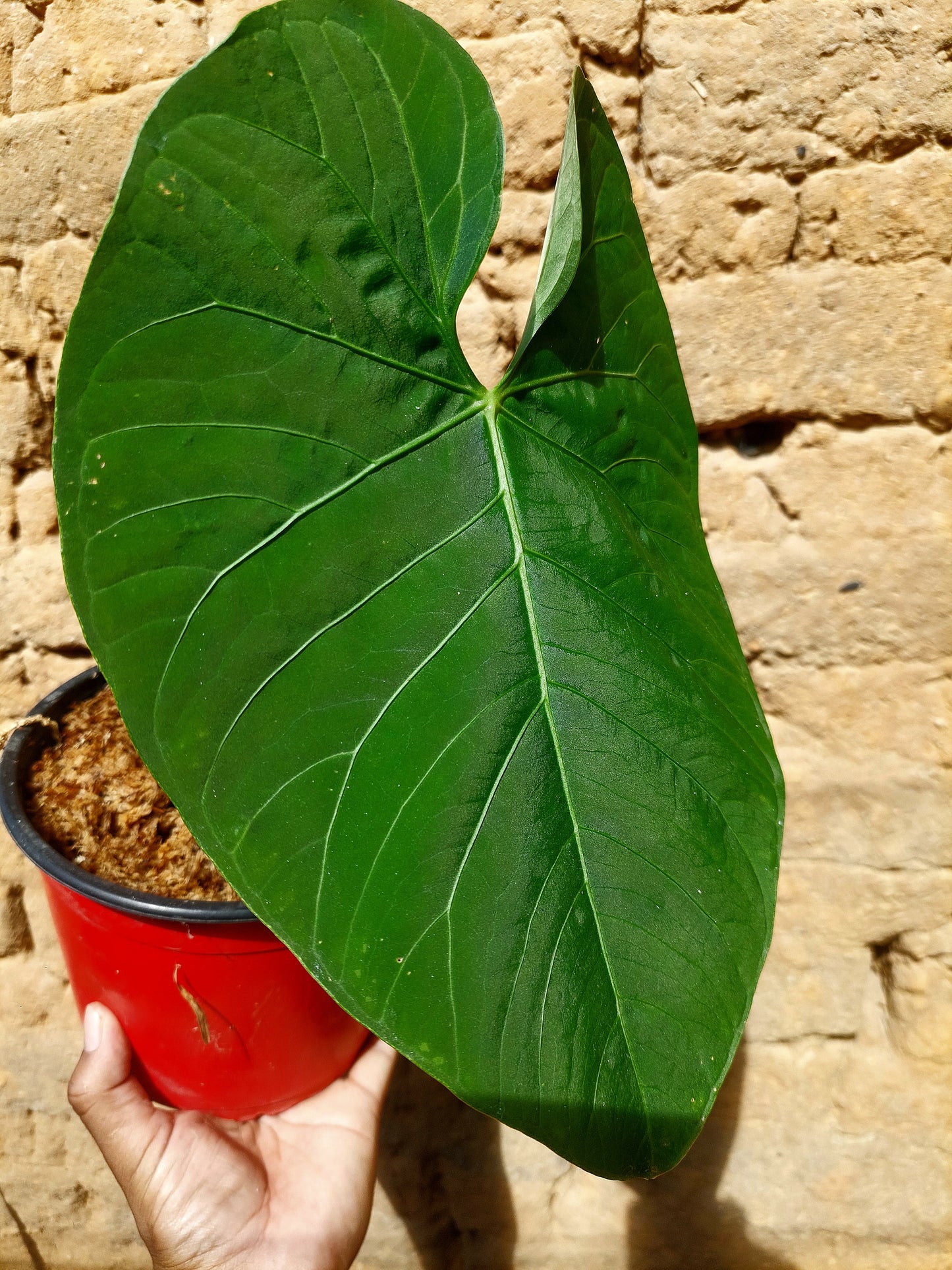 Anthurium sp. 'Huanuquense Velvet' A0221 (EXACT PLANT)