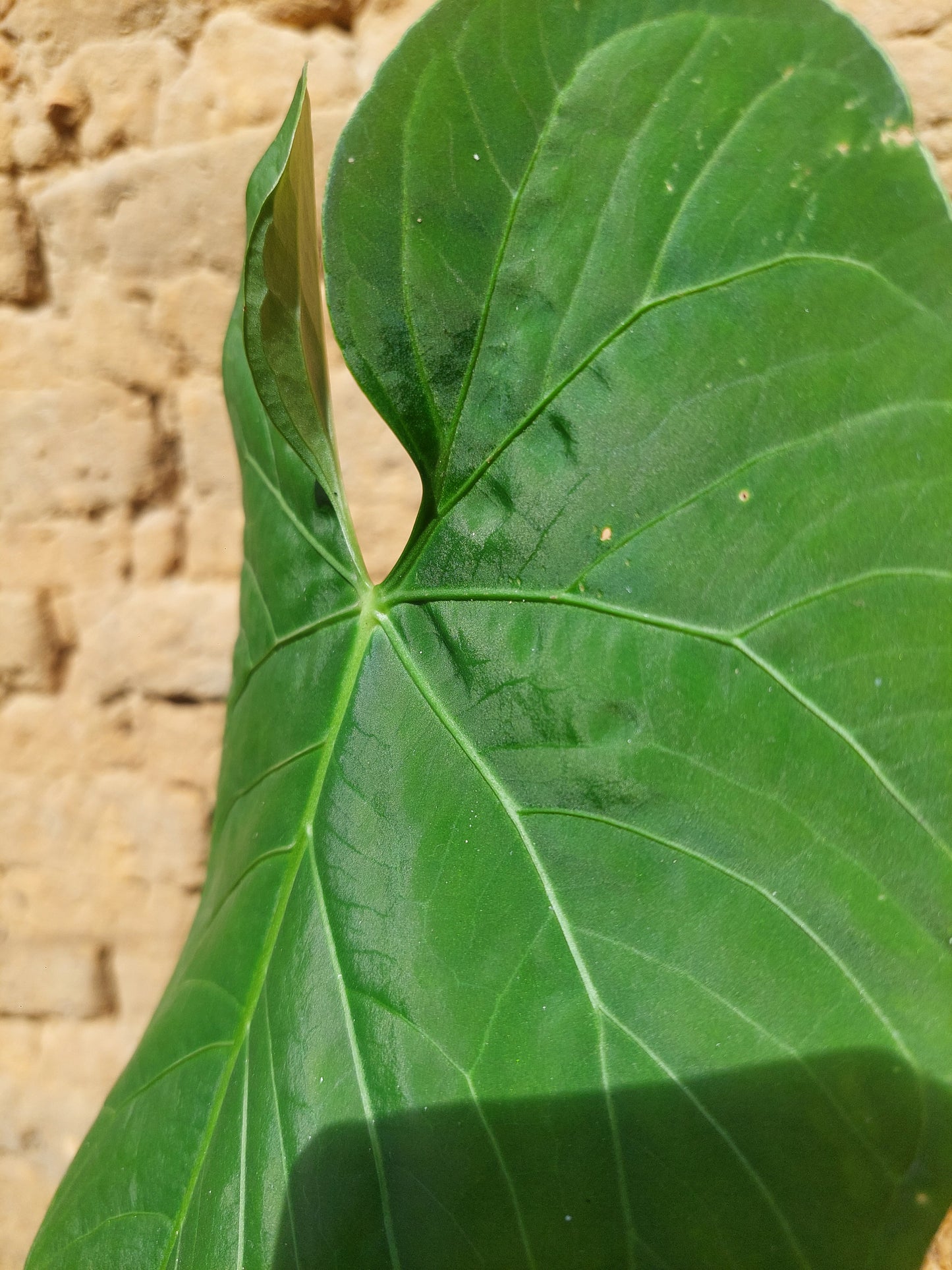 Anthurium sp. 'Huanuquense Velvet' A0221 (EXACT PLANT)