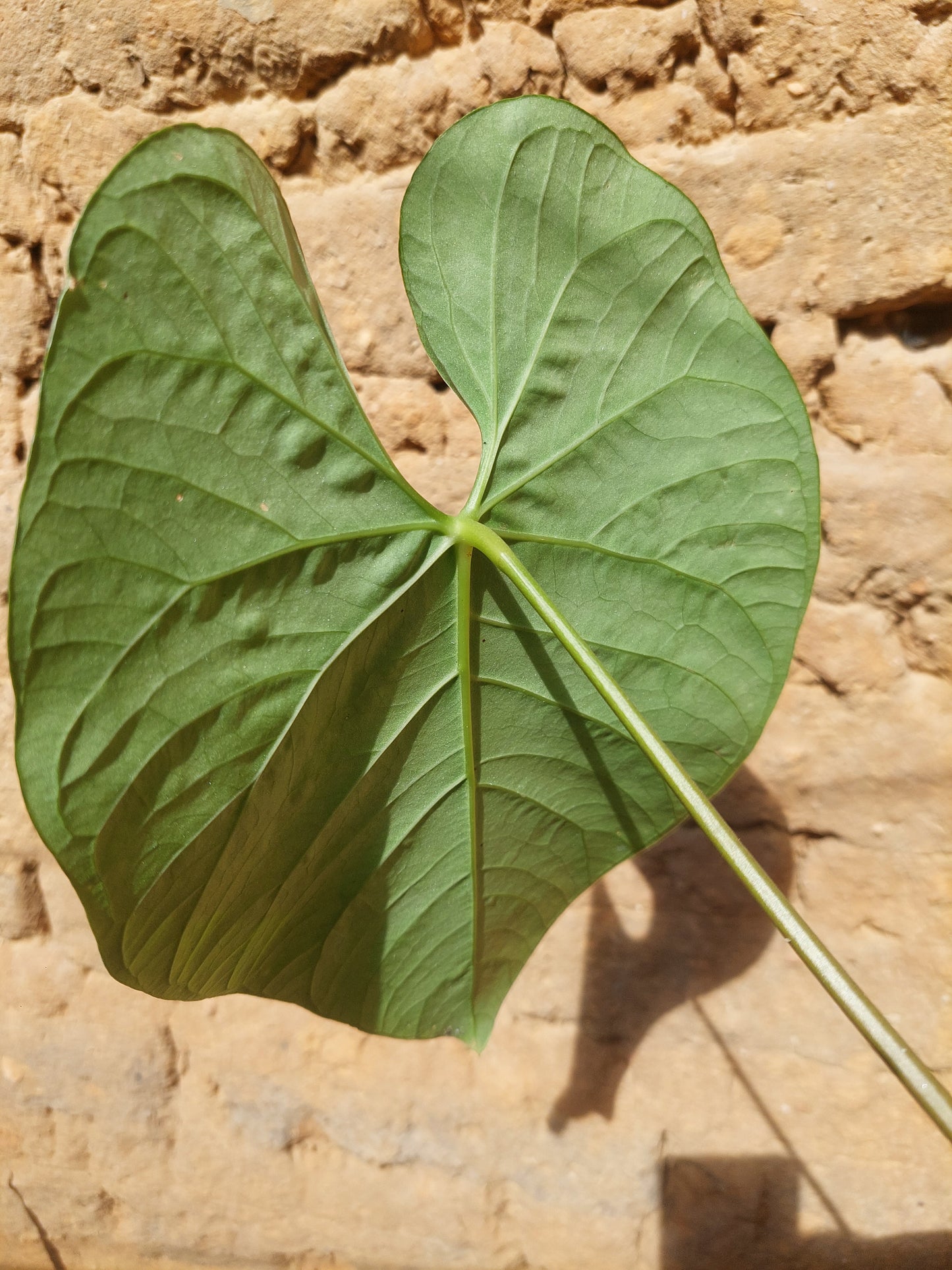 Anthurium sp. 'Huanuquense Velvet' A0221 (EXACT PLANT)