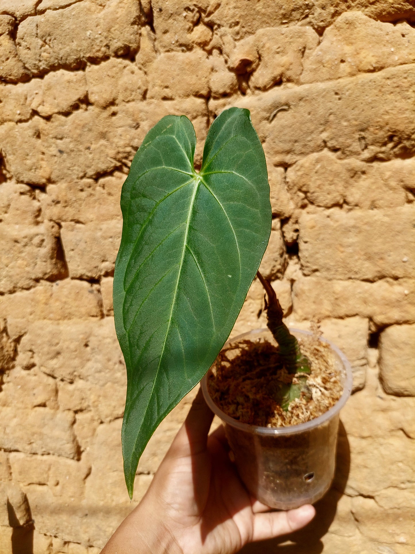 Anthurium sp. "Tarapoto Velvet" A0222 (EXACT PLANT)