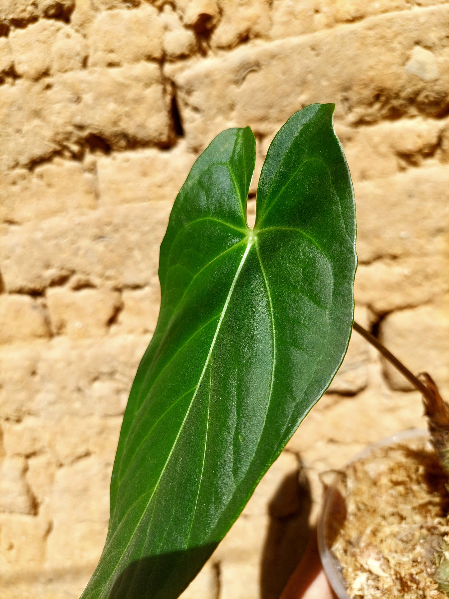 Anthurium sp. "Tarapoto Velvet" A0222 (EXACT PLANT)