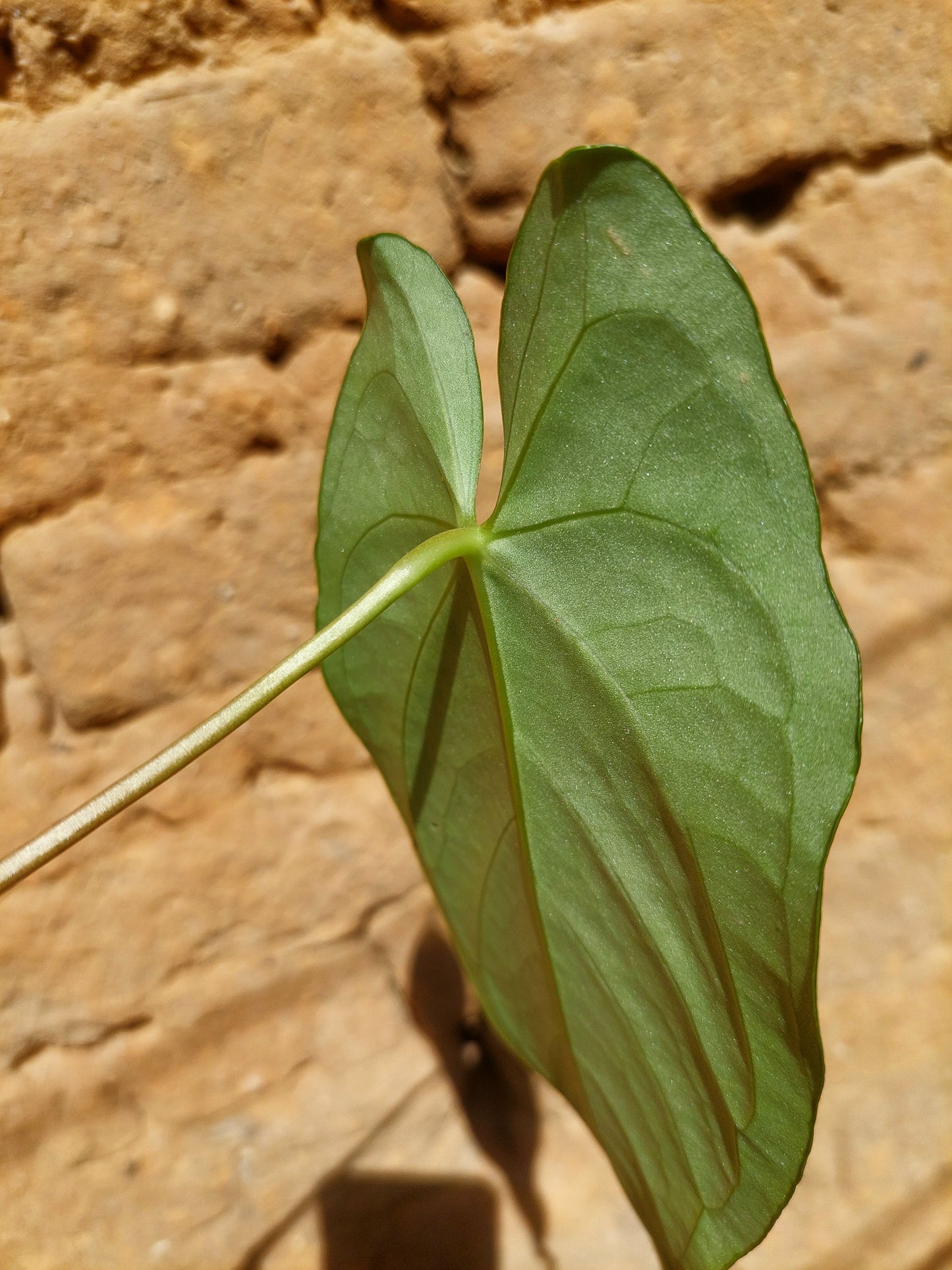 Anthurium sp. "Tarapoto Velvet" A0222 (EXACT PLANT)