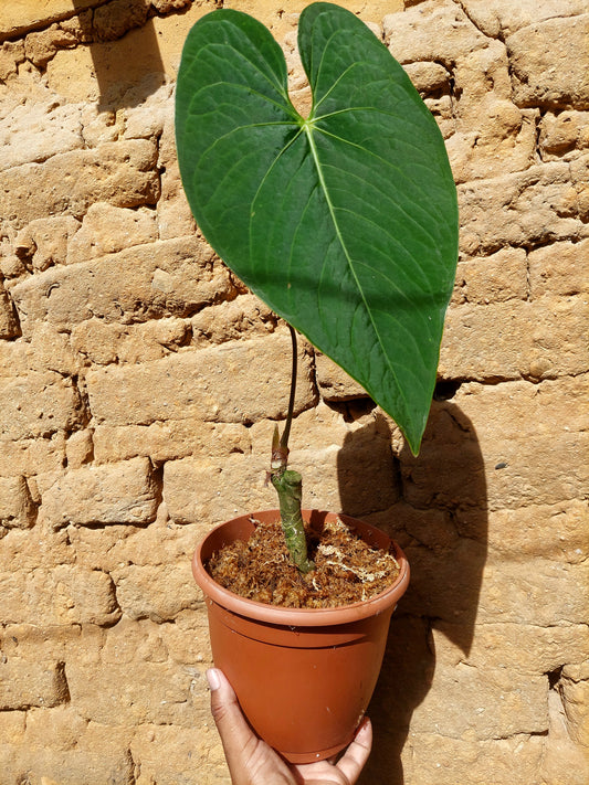 Anthurium sp. 'Huanuquense Velvet' A0224 (EXACT PLANT)