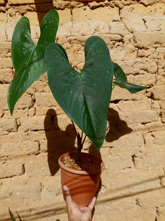Anthurium sp. 'Peru Dark' BIG PLANT A0225 (EXACT PLANT)