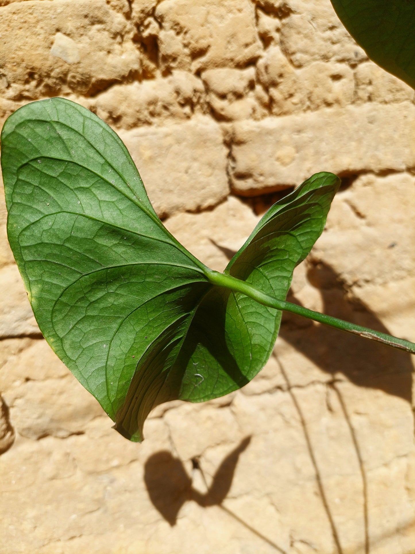 Anthurium sp. 'Peru Dark' BIG PLANT A0225 (EXACT PLANT)