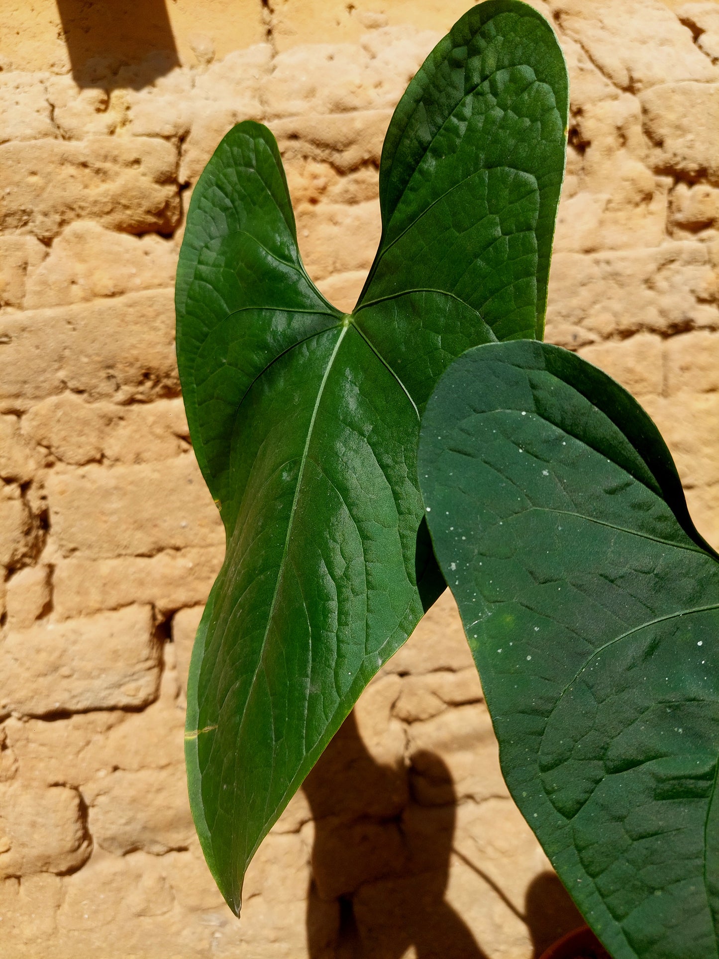 Anthurium sp. 'Peru Dark' BIG PLANT A0225 (EXACT PLANT)