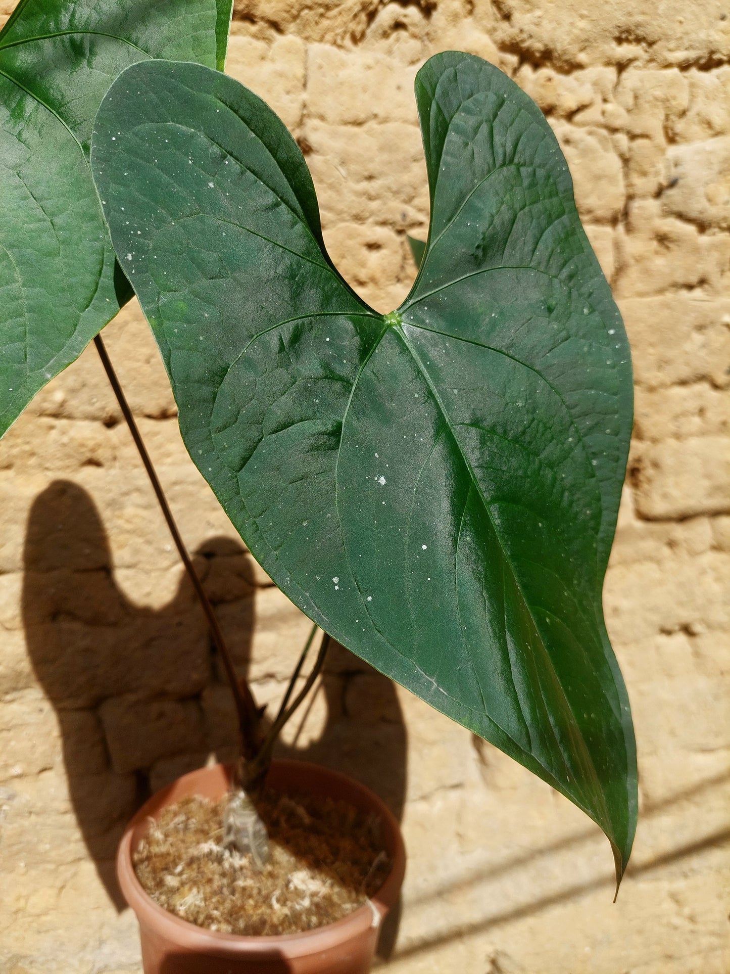 Anthurium sp. 'Peru Dark' BIG PLANT A0225 (EXACT PLANT)