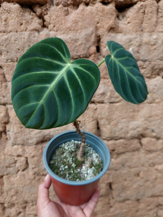 Philodendron Luxurians (EXACT PLANT)