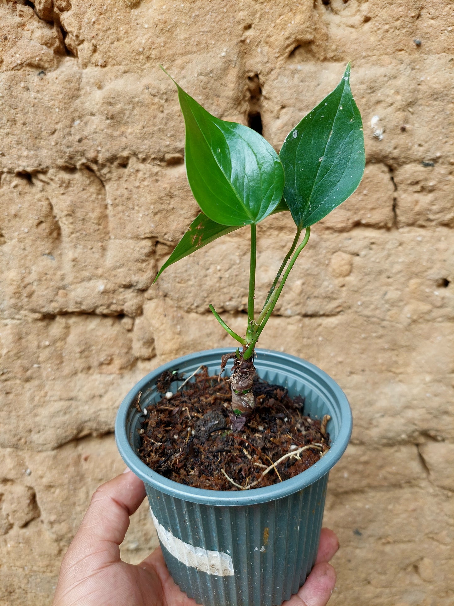 Anthurium sp. 'Deltoide' Small (EXACT PLANT)