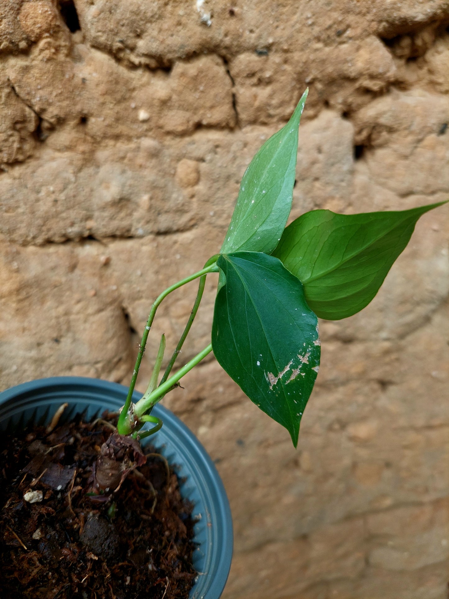 Anthurium sp. 'Deltoide' Small (EXACT PLANT)