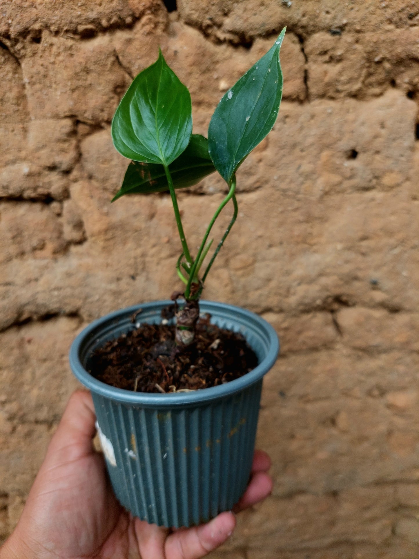 Anthurium sp. 'Deltoide' Small (EXACT PLANT)