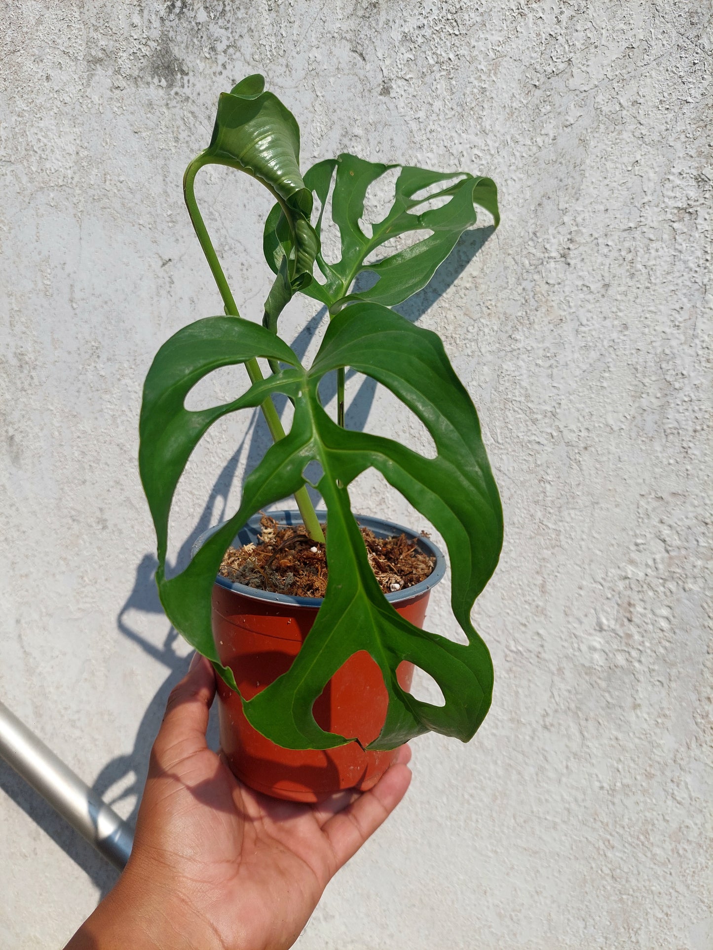 Monstera Obliqua 'Tingo Maria' (EXACT PLANT)