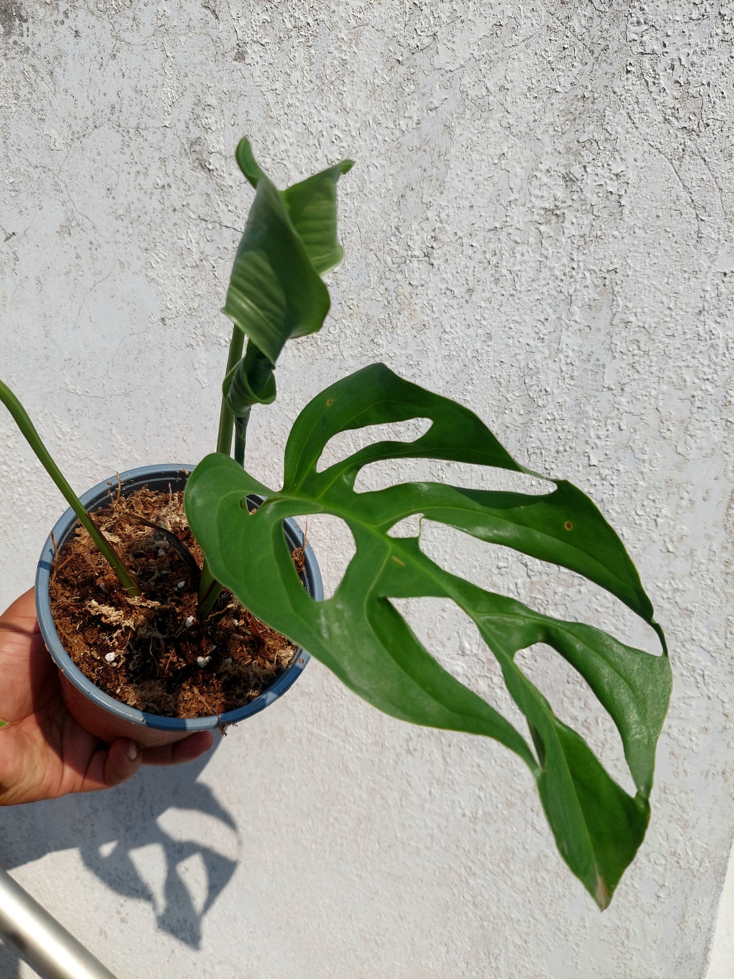 Monstera Obliqua 'Tingo Maria' (EXACT PLANT)