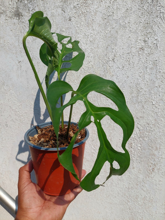 Monstera Obliqua 'Tingo Maria' (EXACT PLANT)