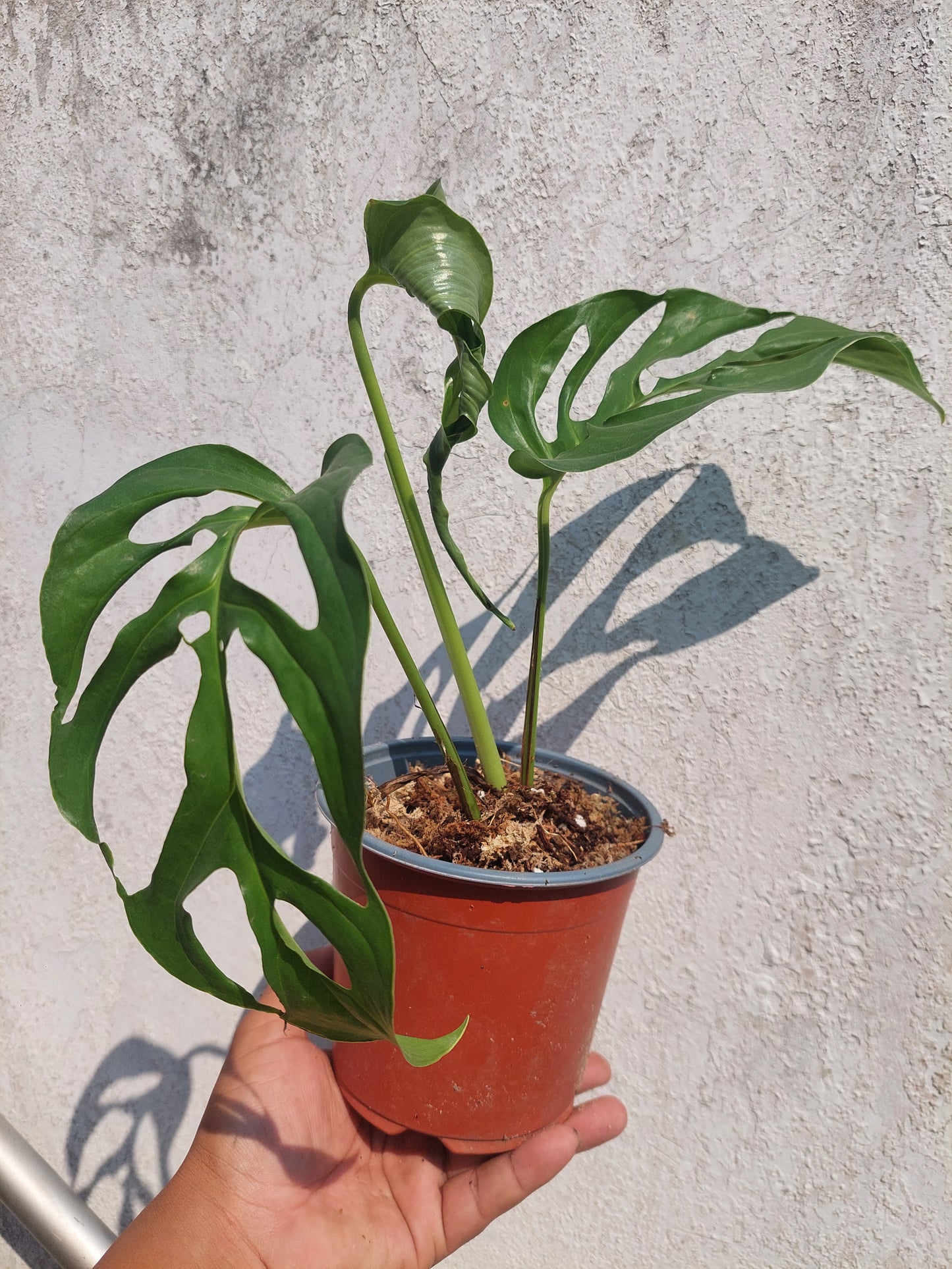 Monstera Obliqua 'Tingo Maria' (EXACT PLANT)