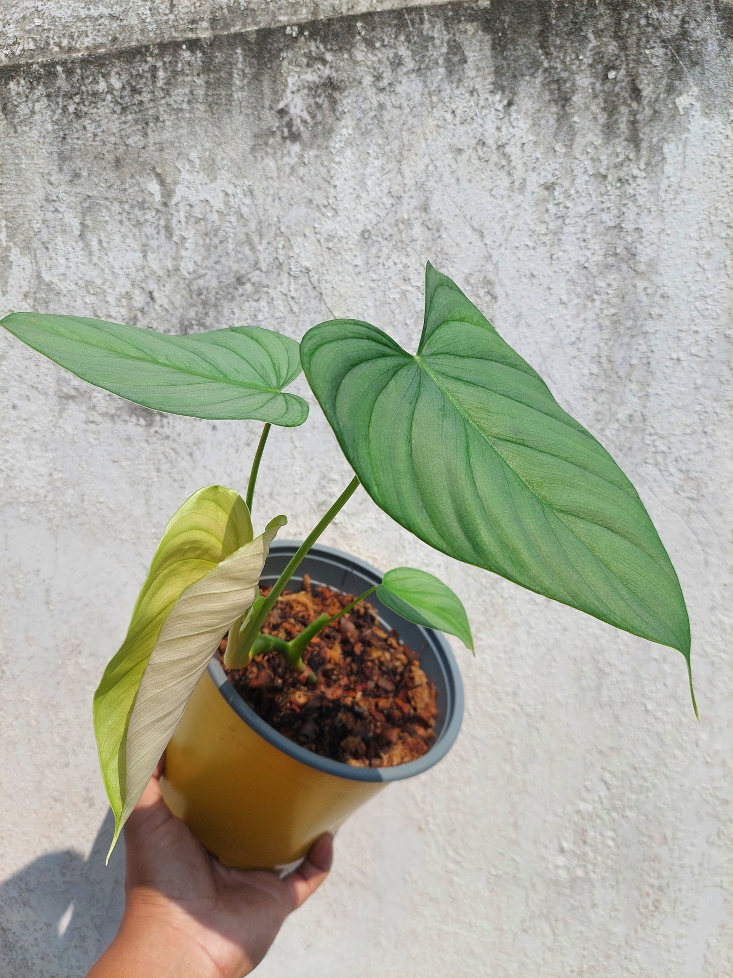 Philodendron sp. 'Silver Angel' with 4 Leaves  (EXACT PLANT)