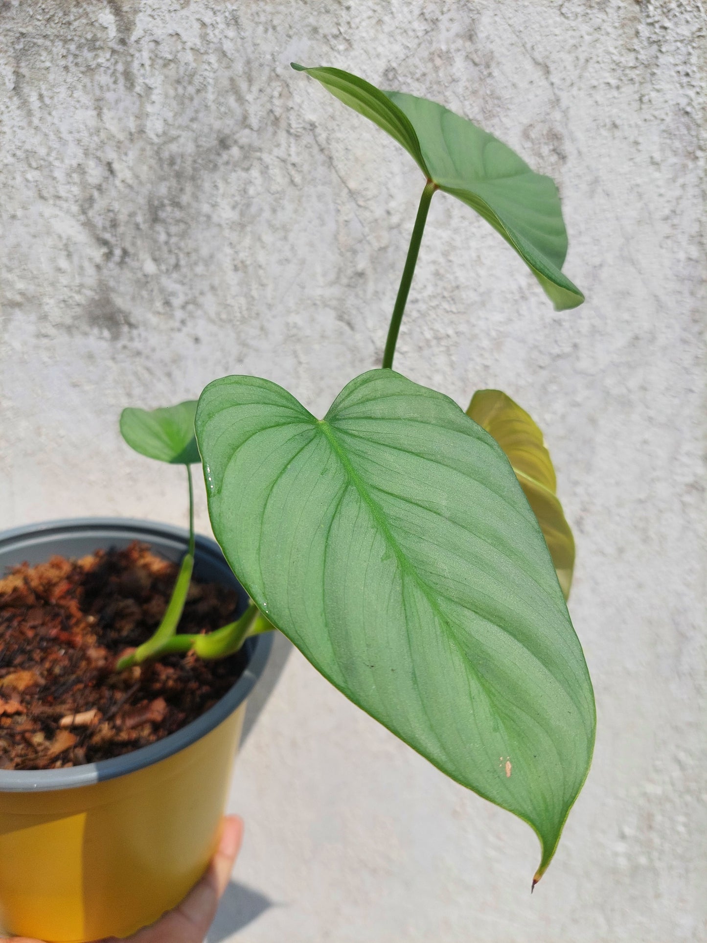 Philodendron sp. 'Silver Angel' with 4 Leaves  (EXACT PLANT)