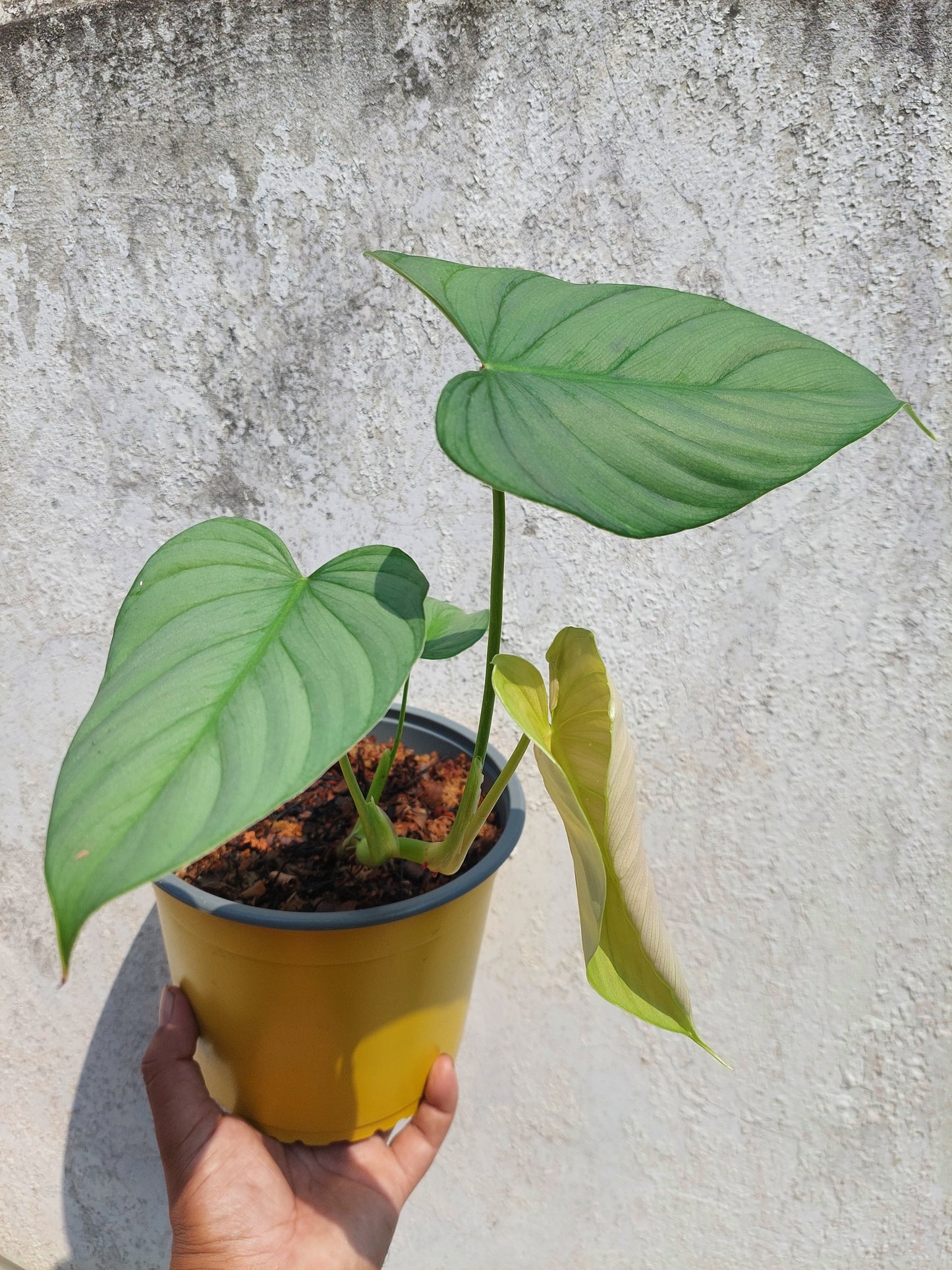 Philodendron sp. 'Silver Angel' with 4 Leaves  (EXACT PLANT)