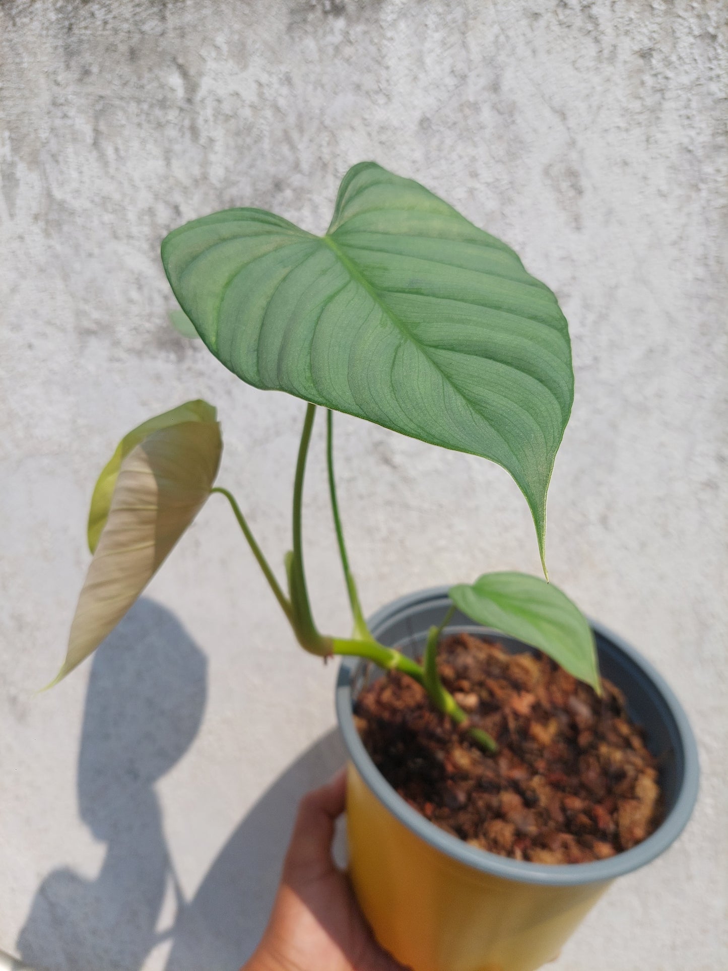 Philodendron sp. 'Silver Angel' with 4 Leaves  (EXACT PLANT)