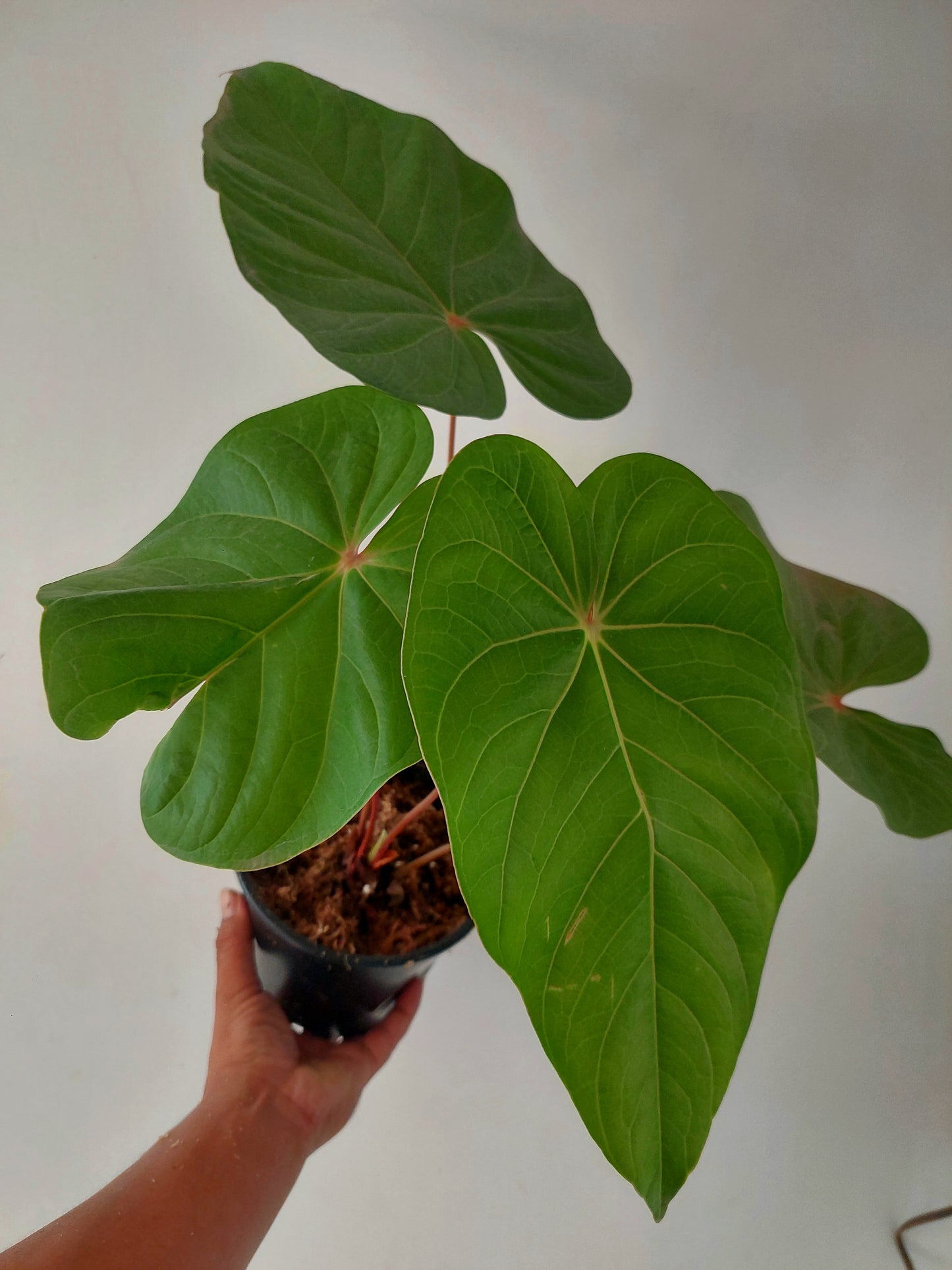 Anthurium sp. 'Red Amazon' (EXACT PLANT)