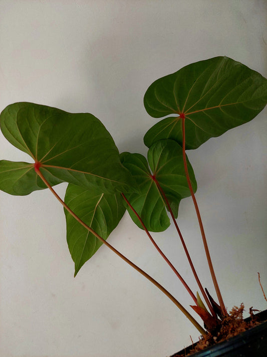 Anthurium sp. 'Red Amazon' (EXACT PLANT)