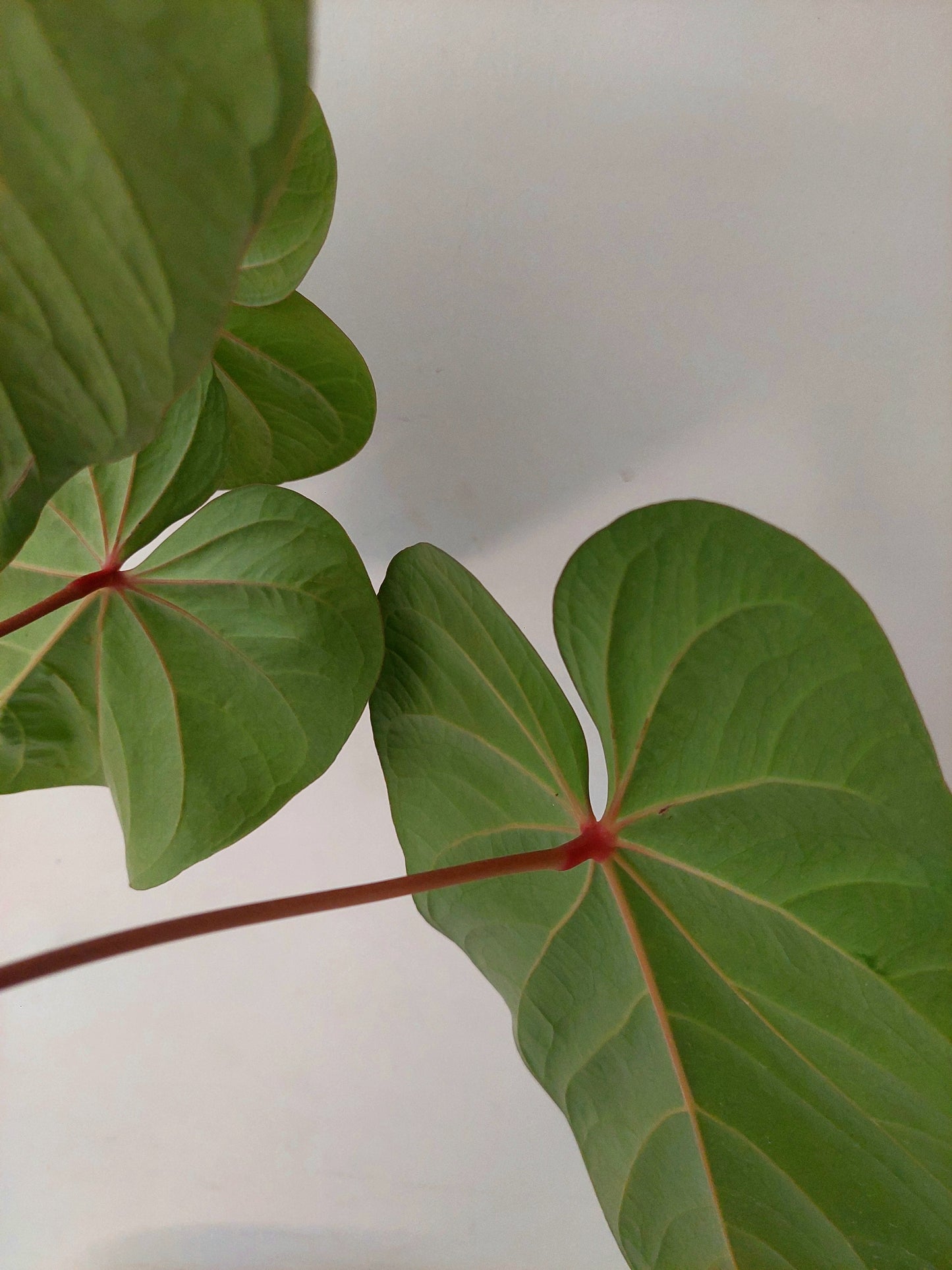 Anthurium sp. 'Red Amazon' (EXACT PLANT)