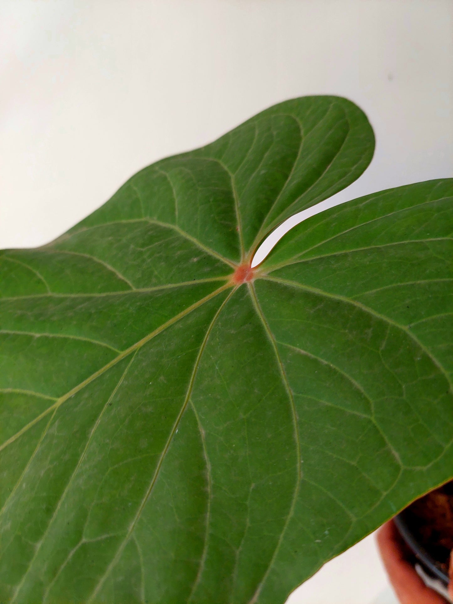 Anthurium sp. 'Red Amazon' (EXACT PLANT)