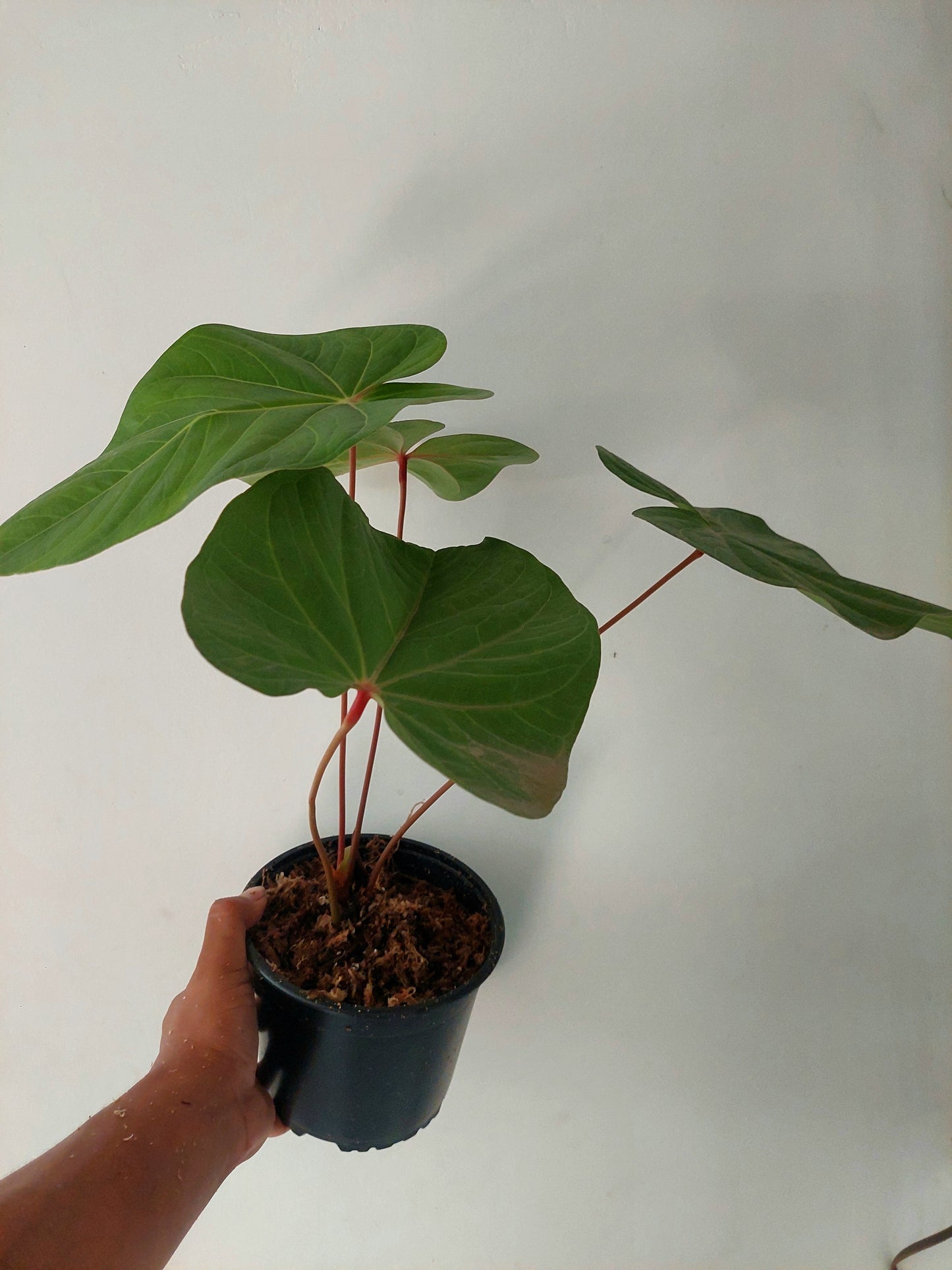 Anthurium sp. 'Red Amazon' (EXACT PLANT)