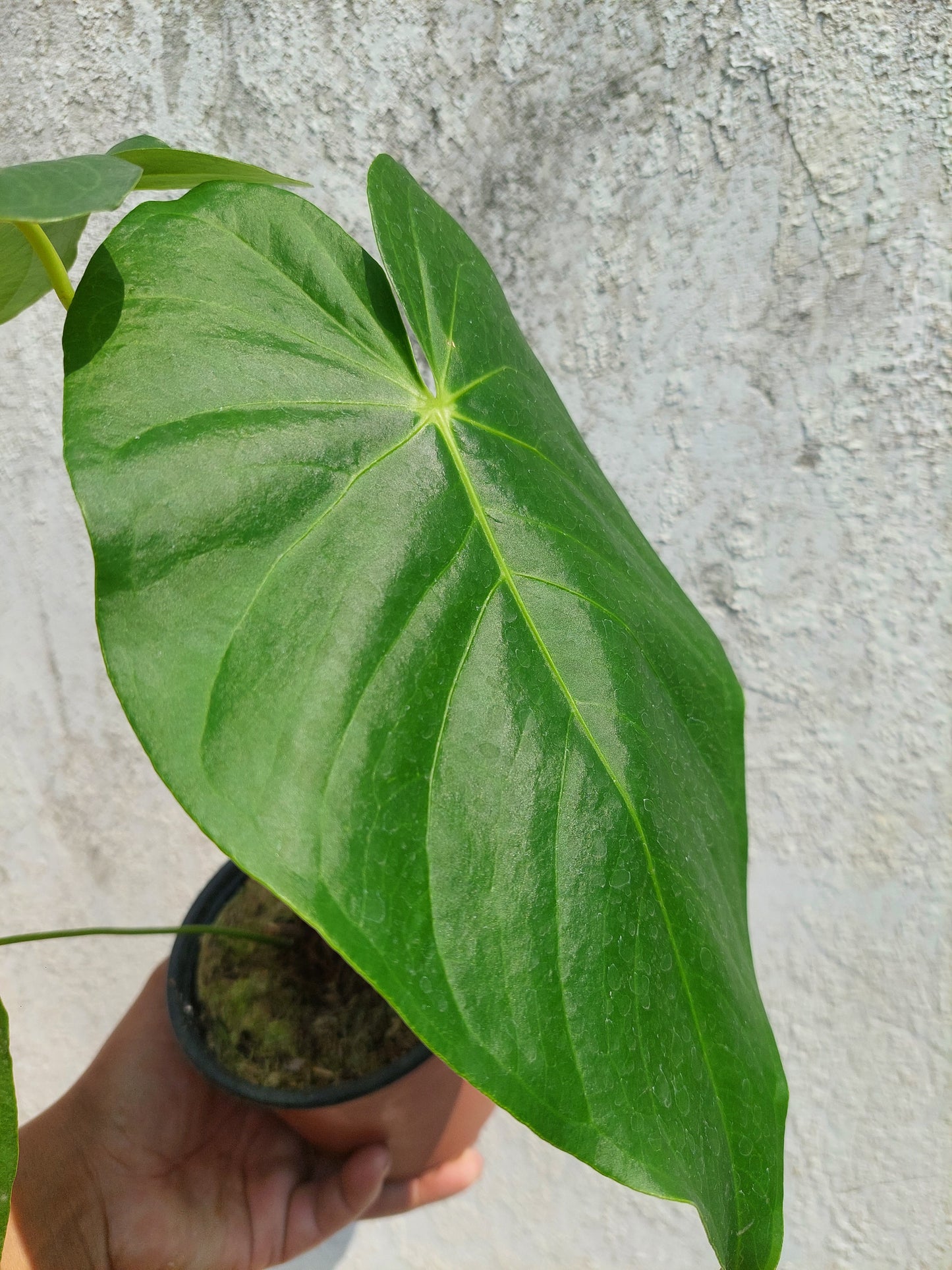 Anthurium sp. "Cumbaza" (EXACT PLANT)