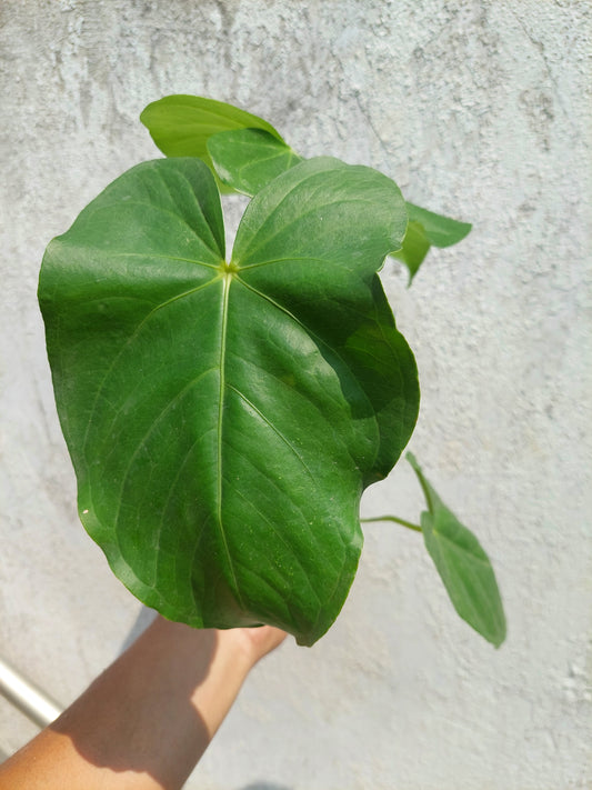 Anthurium sp. "Cumbaza" (EXACT PLANT)