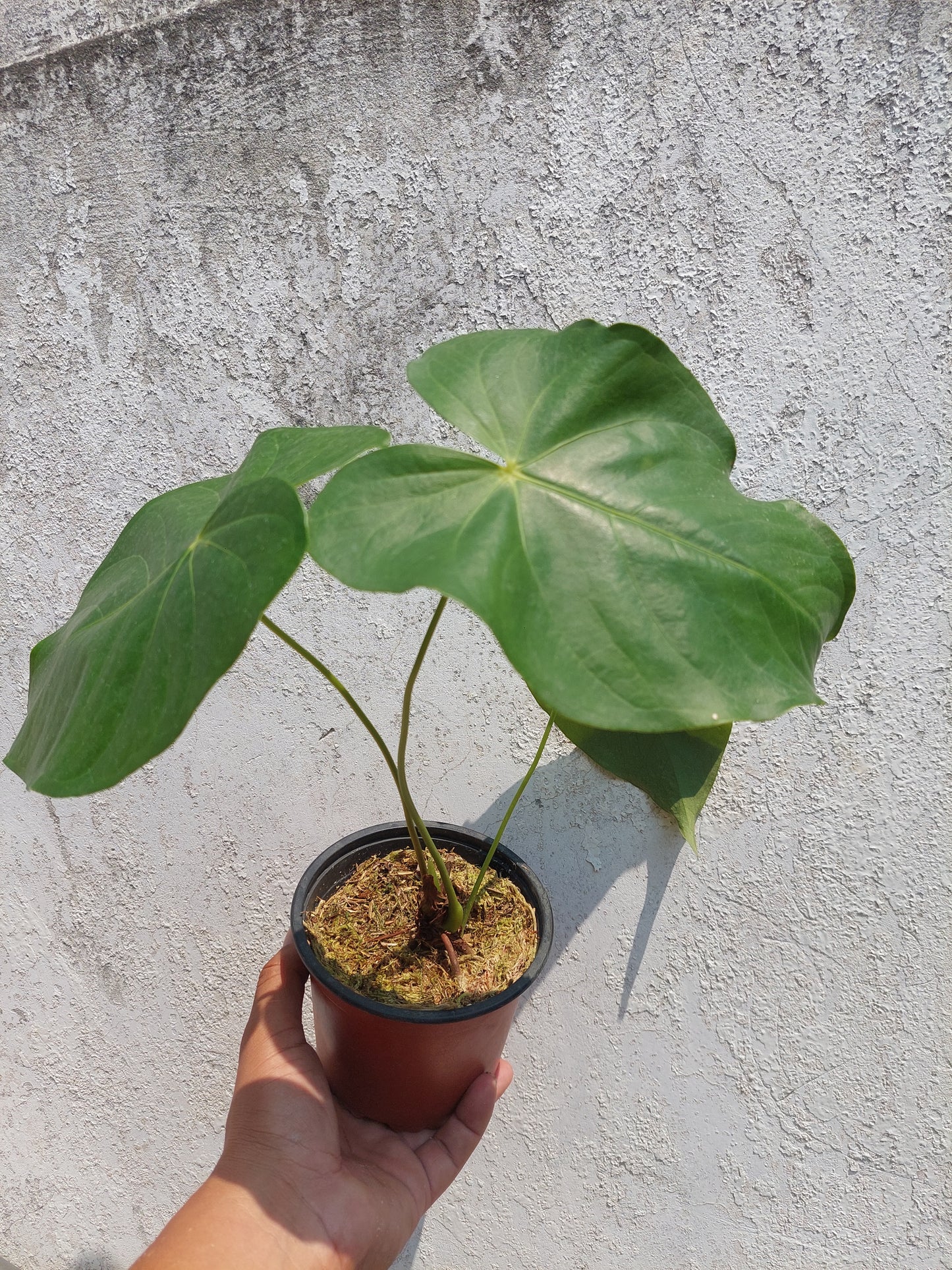 Anthurium sp. "Cumbaza" (EXACT PLANT)