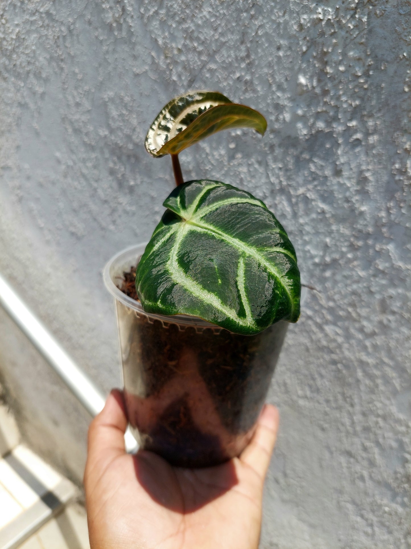 Anthurium Carlablackiae Wild Ecotype Pure Specie A0233 (EXACT PLANT)