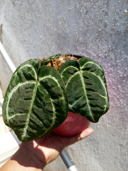 Anthurium Carlablackiae with 3 Leaves Wild Ecotype Pure Specie  (EXACT PLANT)