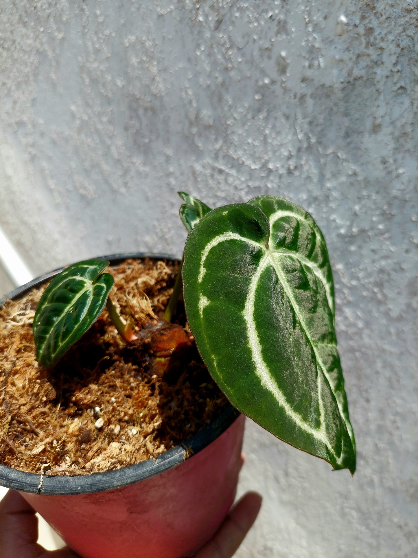 Anthurium Carlablackiae with 3 Leaves Wild Ecotype Pure Specie  (EXACT PLANT)