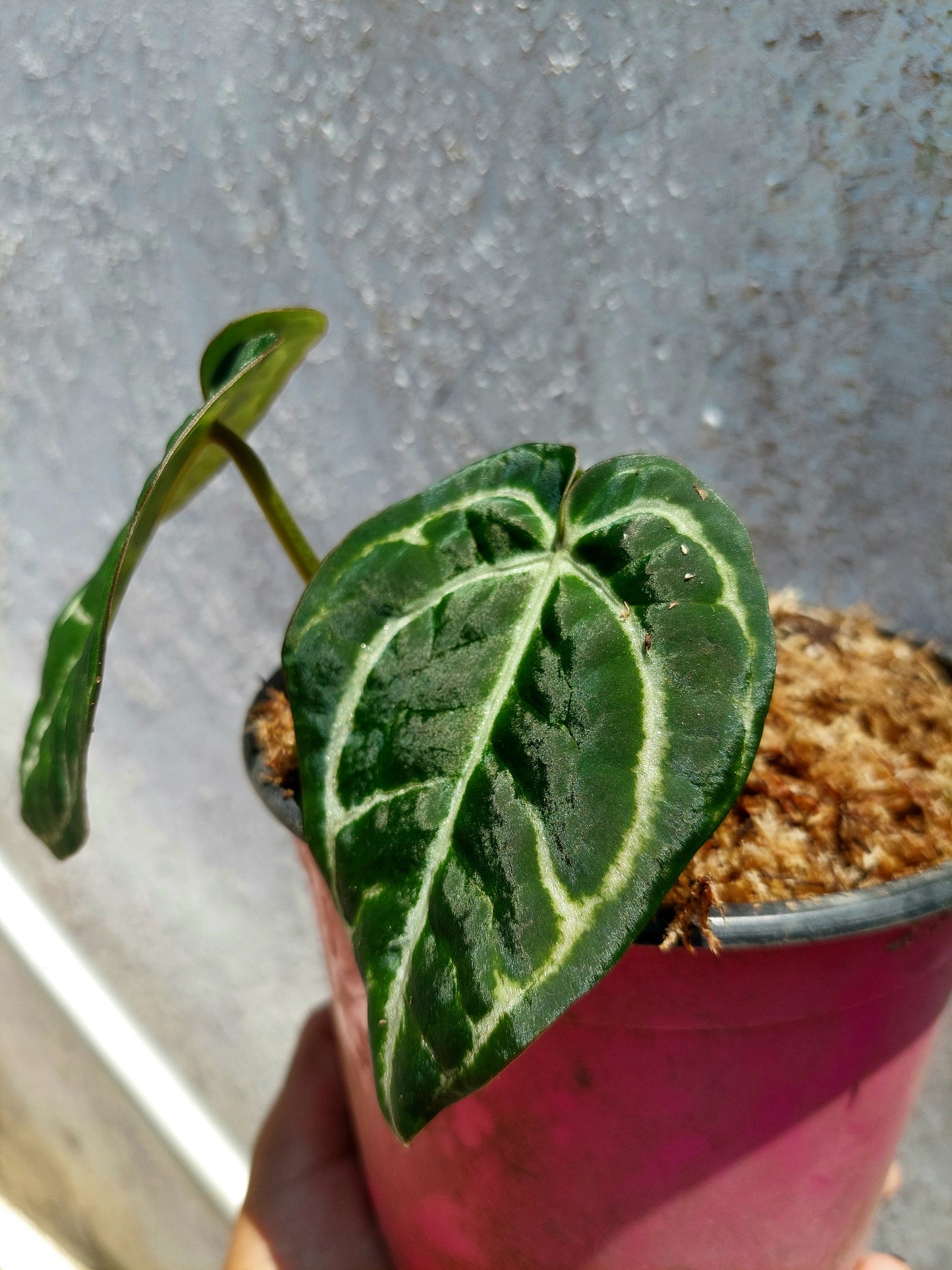 Anthurium Carlablackiae with 3 Leaves Wild Ecotype Pure Specie  (EXACT PLANT)