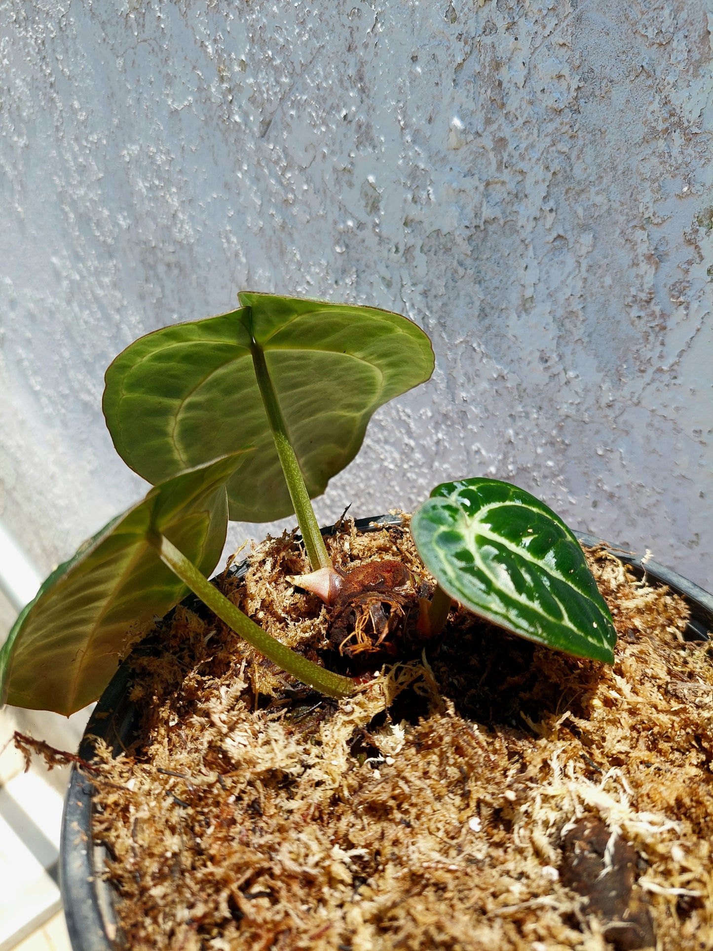 Anthurium Carlablackiae with 3 Leaves Wild Ecotype Pure Specie  (EXACT PLANT)