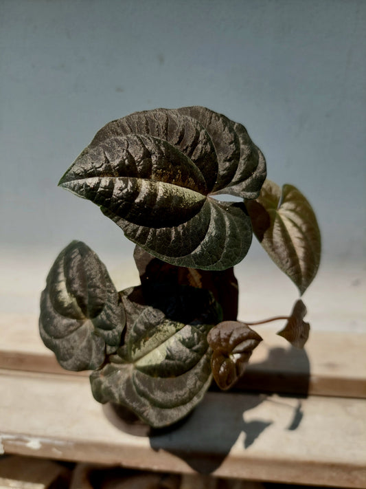 Dioscorea Discolor 'Dark Jungle' Peru ecotype (EXACT PLANT)