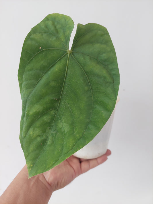 Anthurium Dressleri 'San Blas' Ecotype BIG PLANT (EXACT PLANT)