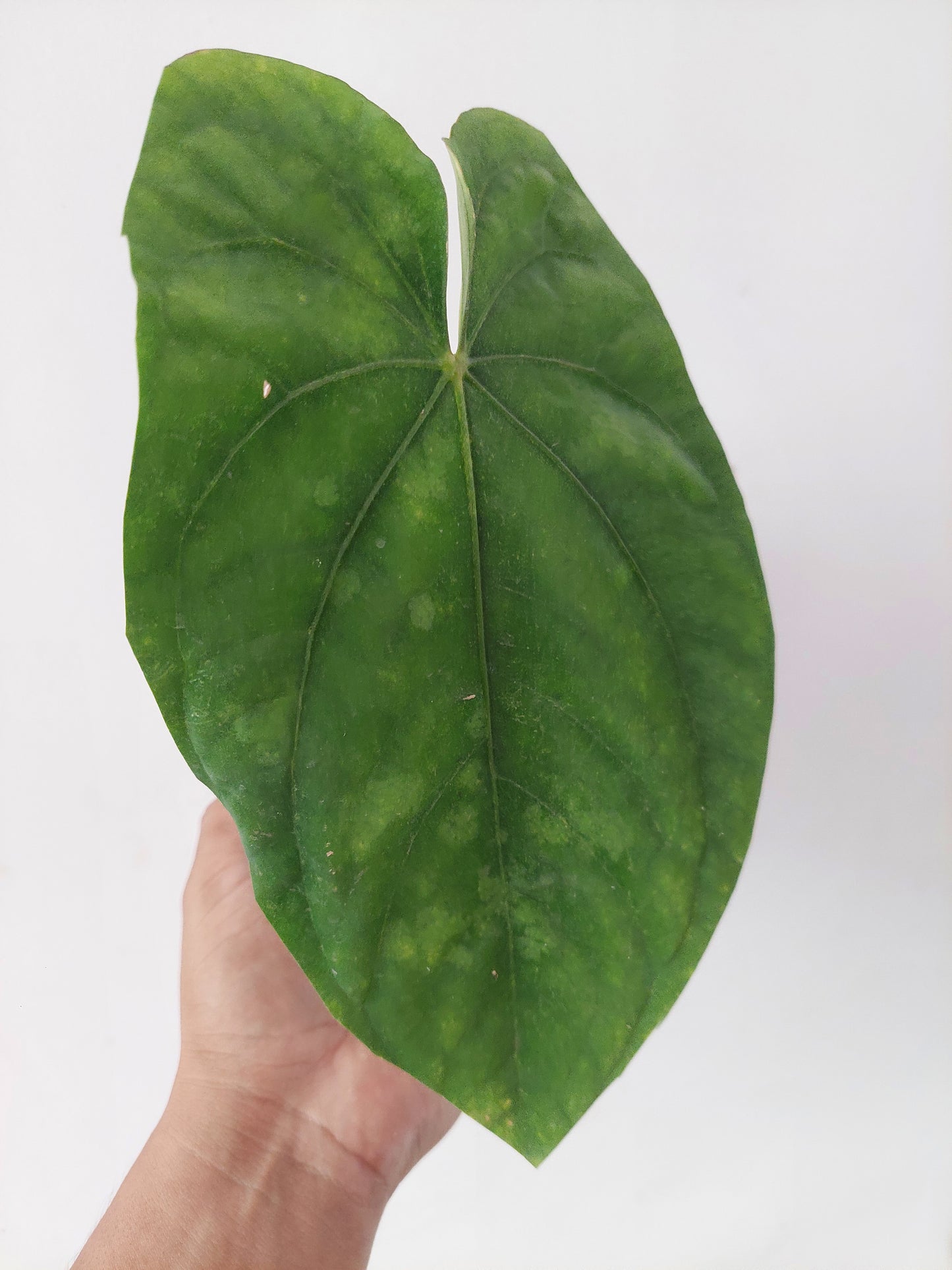 Anthurium Dressleri 'San Blas' Ecotype BIG PLANT (EXACT PLANT)