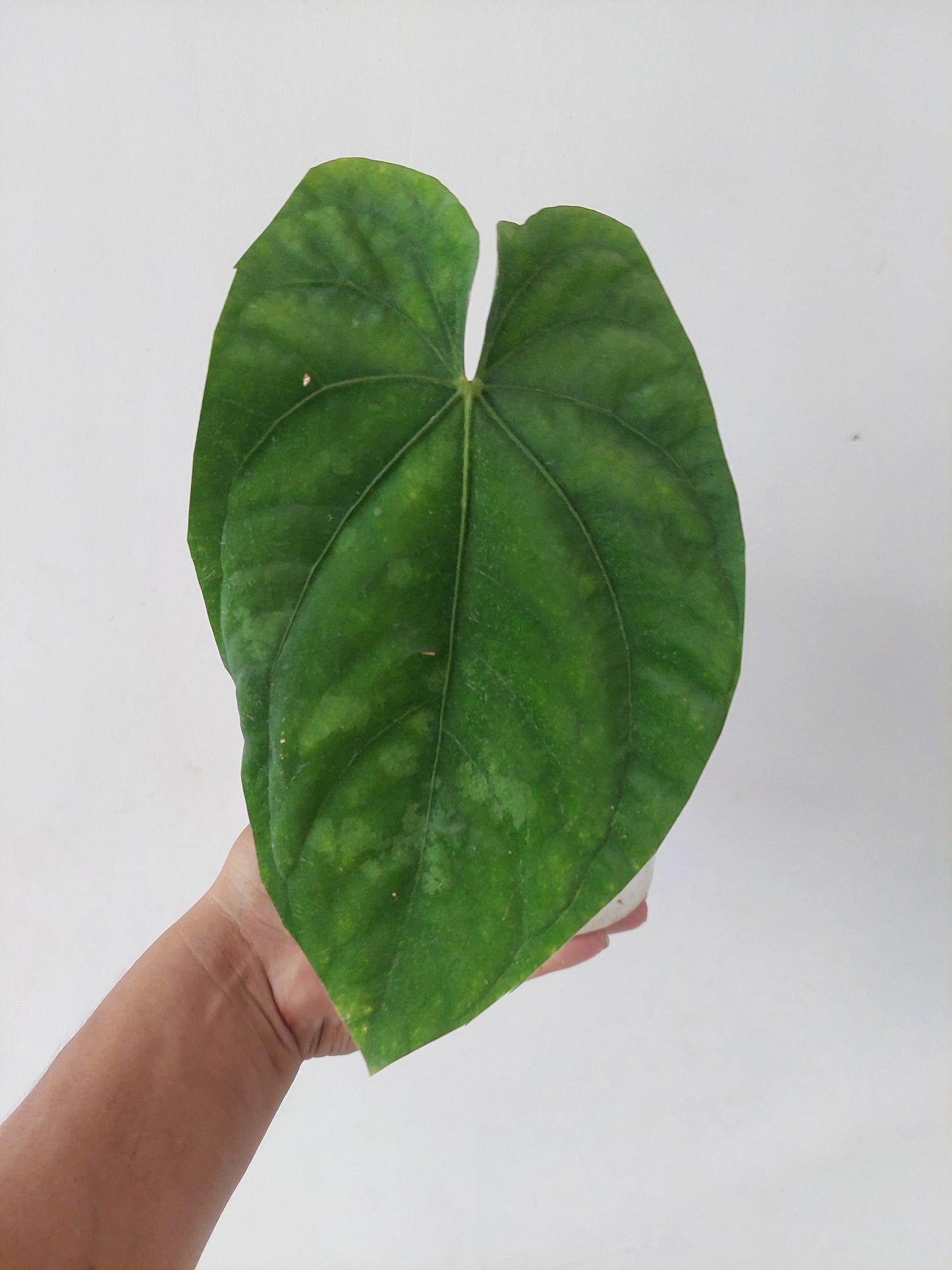 Anthurium Dressleri 'San Blas' Ecotype BIG PLANT (EXACT PLANT)