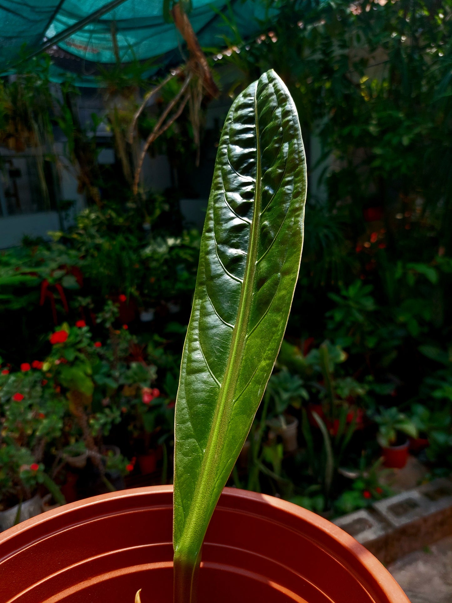 Anthurium Superbum subsp. Brentberlinii Croat (EXACT PLANT)