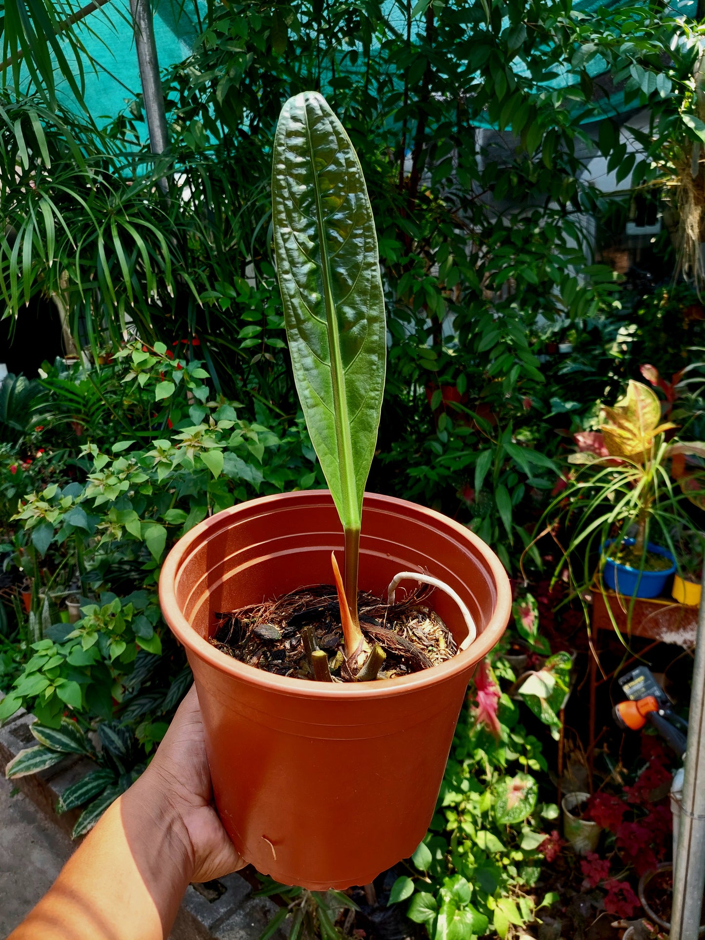 Anthurium Superbum subsp. Brentberlinii Croat (EXACT PLANT)